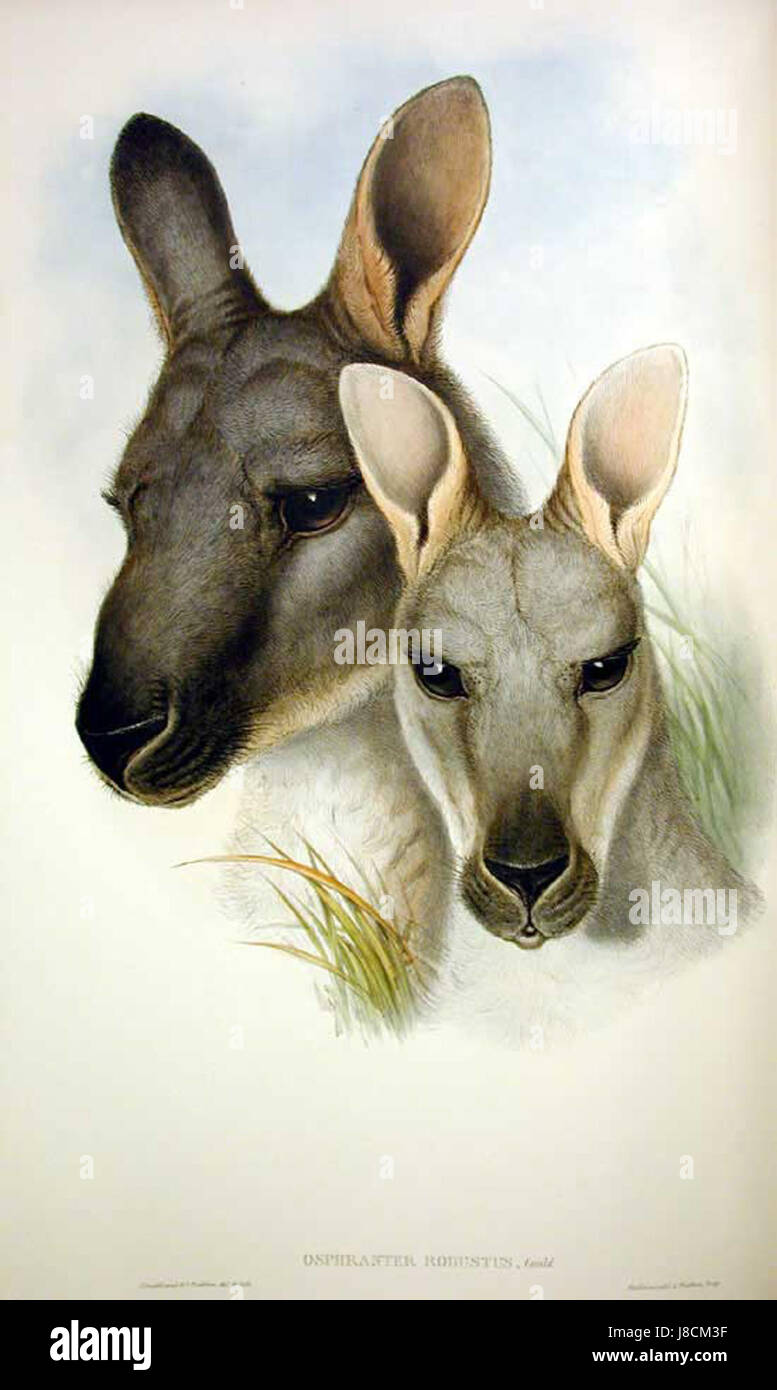 Macropus robustus Gould Banque D'Images