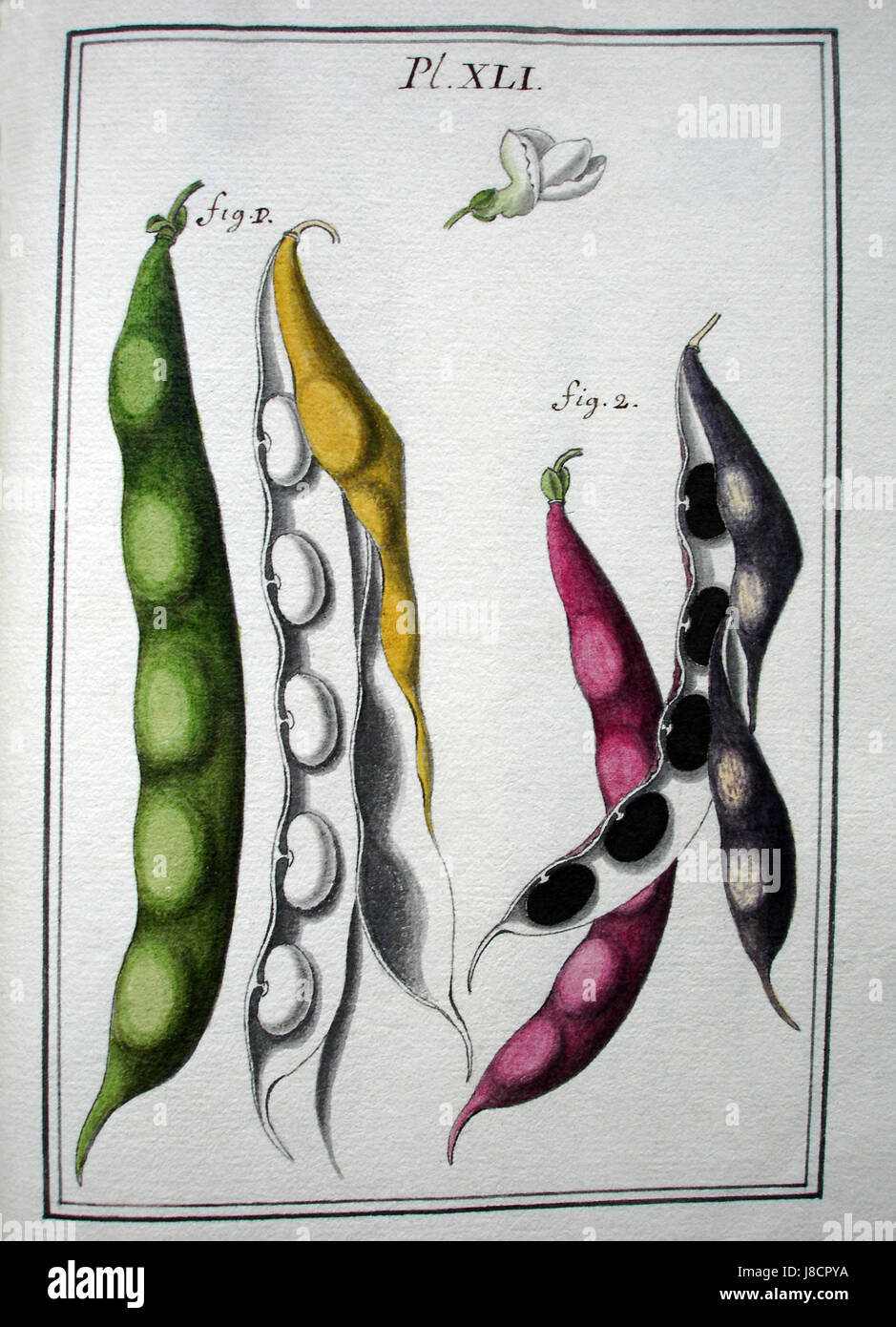 LeBerryais haricots planche 4 se réfère à une illustration ou un diagramme de plants de haricots, en particulier ceux de la région du Berry en France. Il fait partie d’une étude agricole ou botanique détaillant la croissance et les caractéristiques de ces haricots. Banque D'Images