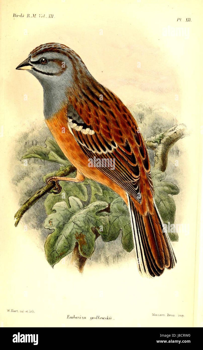 Emberiza Godlewski Hart fait référence à une espèce d'oiseau du genre Emberiza, nommée d'après un naturaliste ou chercheur, Godlewski, contribuant à l'ornithologie. Banque D'Images