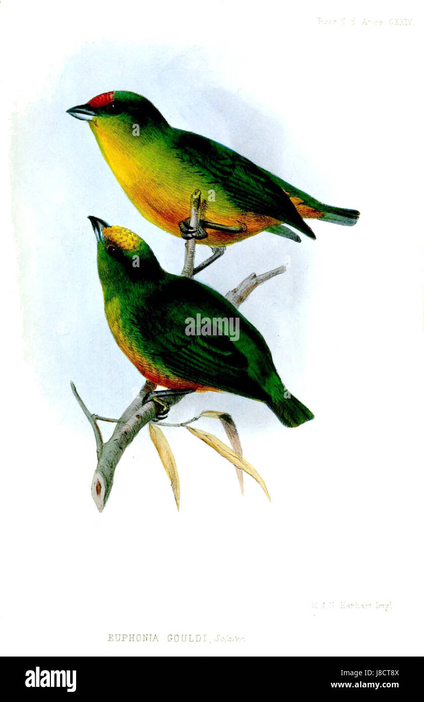 Euphonia gouldi, communément appelée euphonie de Gould, est une espèce d'oiseau appartenant à la famille des finch. Il est connu pour sa coloration brillante et son chant mélodieux, souvent trouvé en Amérique centrale et du Sud. Banque D'Images