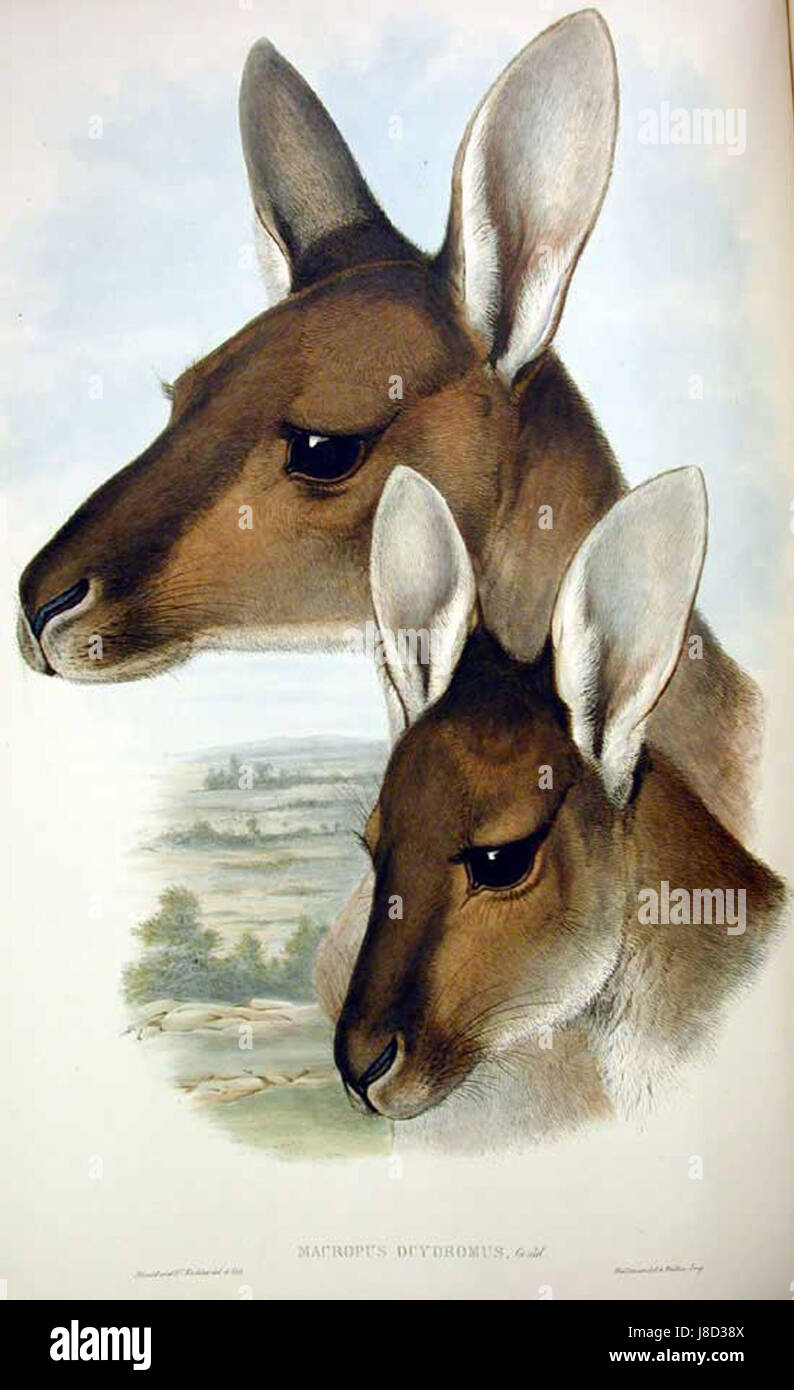 Macropus fuliginosus, également connu sous le nom de kangourou gris de l'Ouest, est une espèce de kangourou originaire d'Australie. Ce titre fait probablement référence à une illustration ou une description de John Gould, le célèbre naturaliste qui a étudié et documenté la faune australienne. Banque D'Images