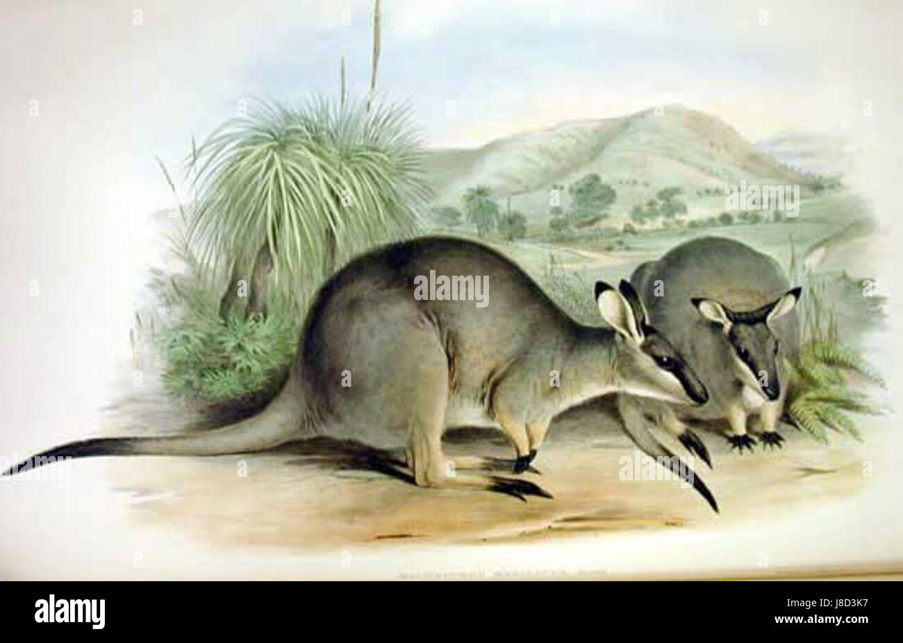 Macropus irma, communément appelé wallaby de broussailles de l'ouest, est une espèce de marsupial de la famille des kangourou, originaire d'Australie. Il se caractérise par son pelage distinctif et sa taille plus petite par rapport aux autres kangourous. Banque D'Images