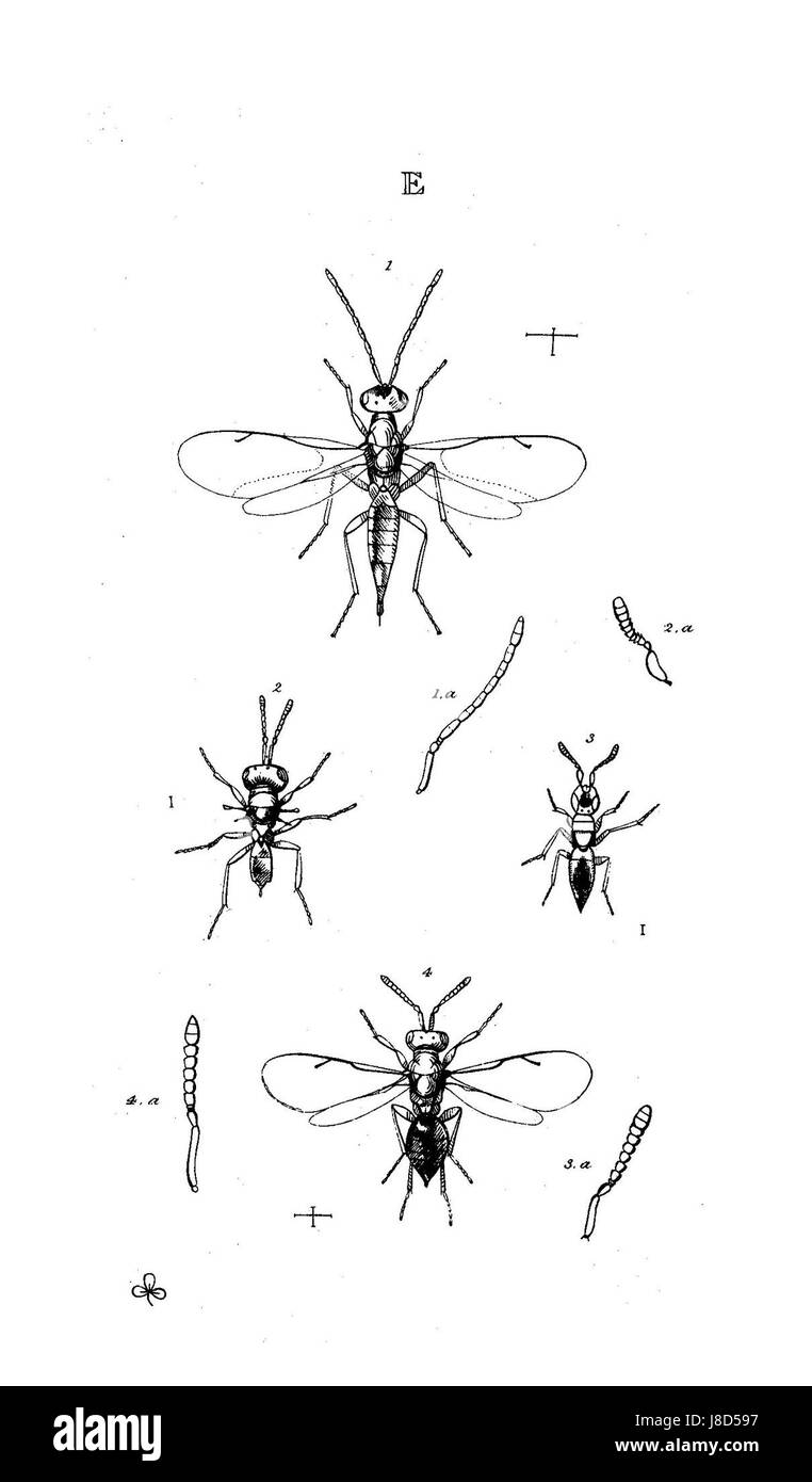 MonographiaChalciditumPlateE Banque D'Images