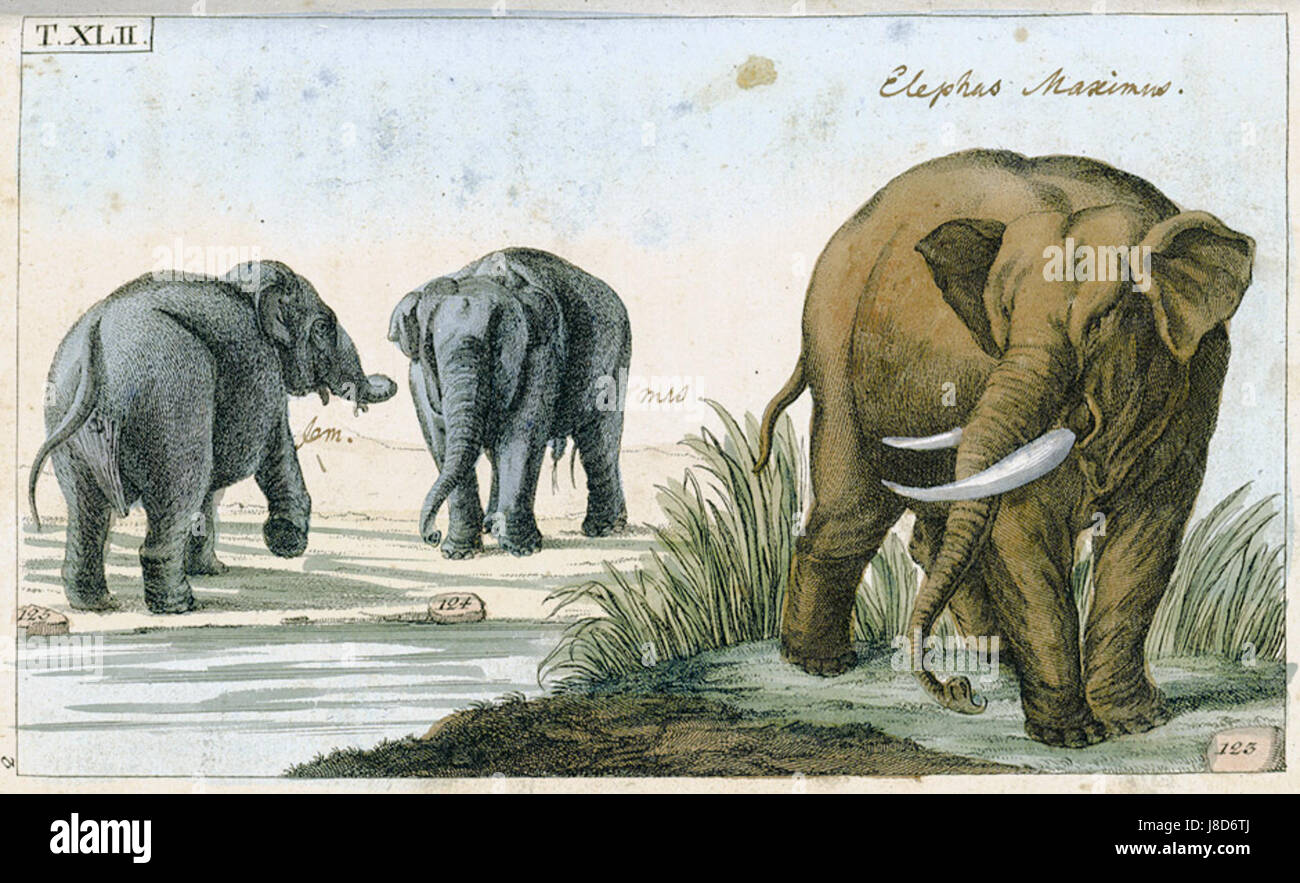 Elefanten aus Gottlieb Tobias Wilhelm Unterhaltungen aus der Naturgeschichte Banque D'Images