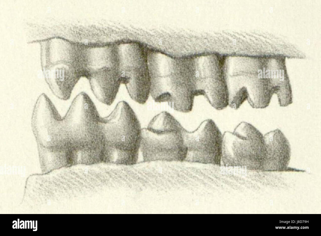 Lophiomys pl7fig5 Banque D'Images