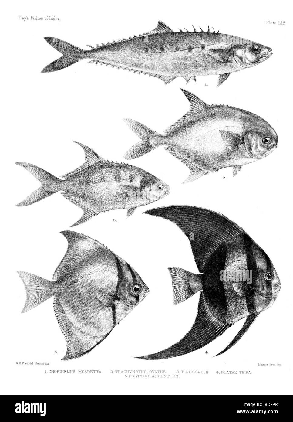Poissons de l'Inde. Atlas. LI plaque B Banque D'Images