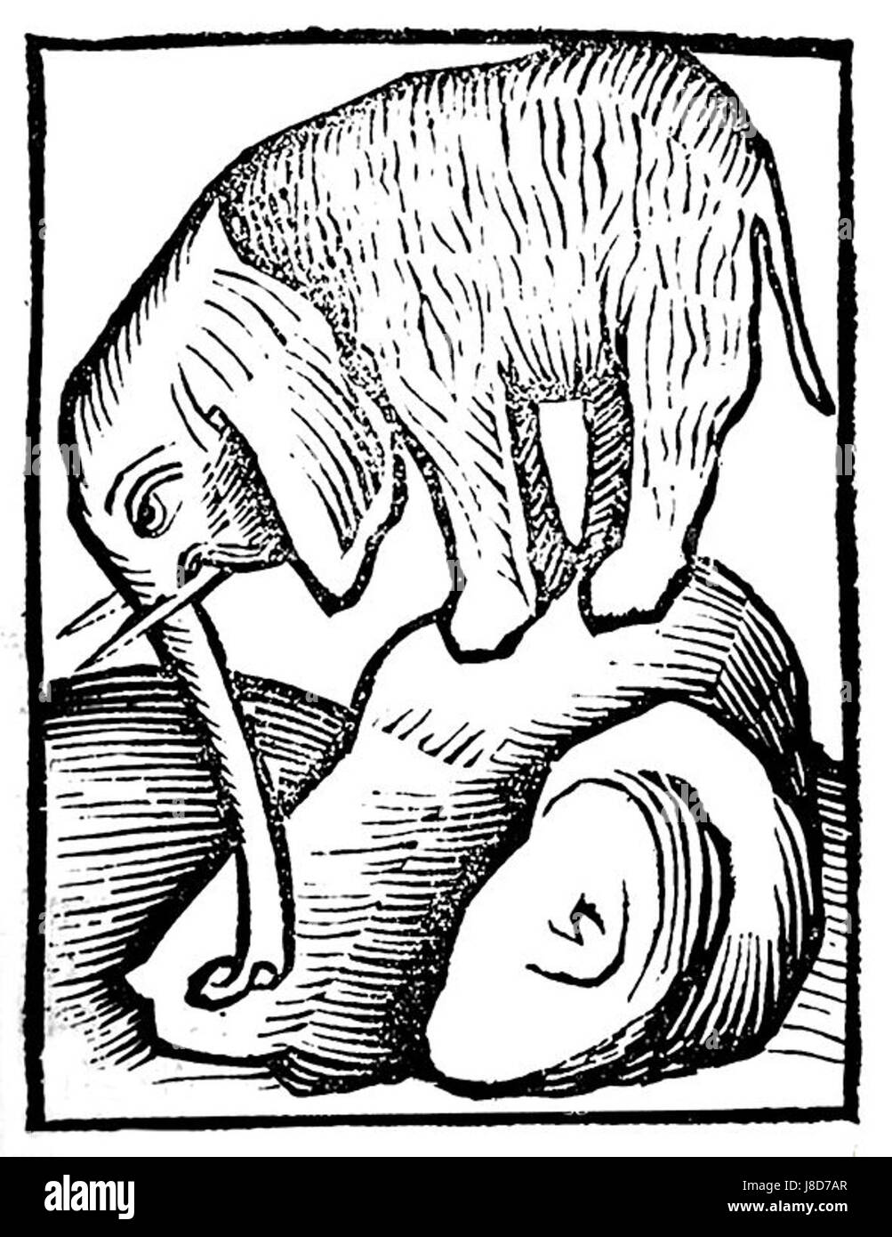 Elephant.hortus.sanitatis fait référence à l'illustration d'un éléphant de l'Hortus Sanitatis, une encyclopédie illustrée du monde naturel du XVe siècle. Le Hortus Sanitatis (« jardin de la santé ») est l'un des premiers livres imprimés, fournissant des descriptions d'animaux, de plantes et de minéraux connus à l'époque. Banque D'Images