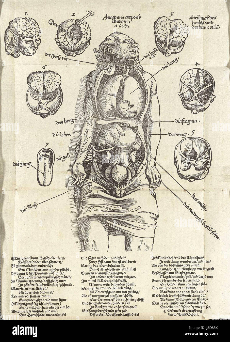 Le Feldbuch Eingeweide de Gersdorff’ est un manuscrit médical du XVIe siècle détaillant les interventions chirurgicales, en particulier pour la chirurgie abdominale. C'est un travail historique important dans l'étude de la médecine moderne précoce. Banque D'Images