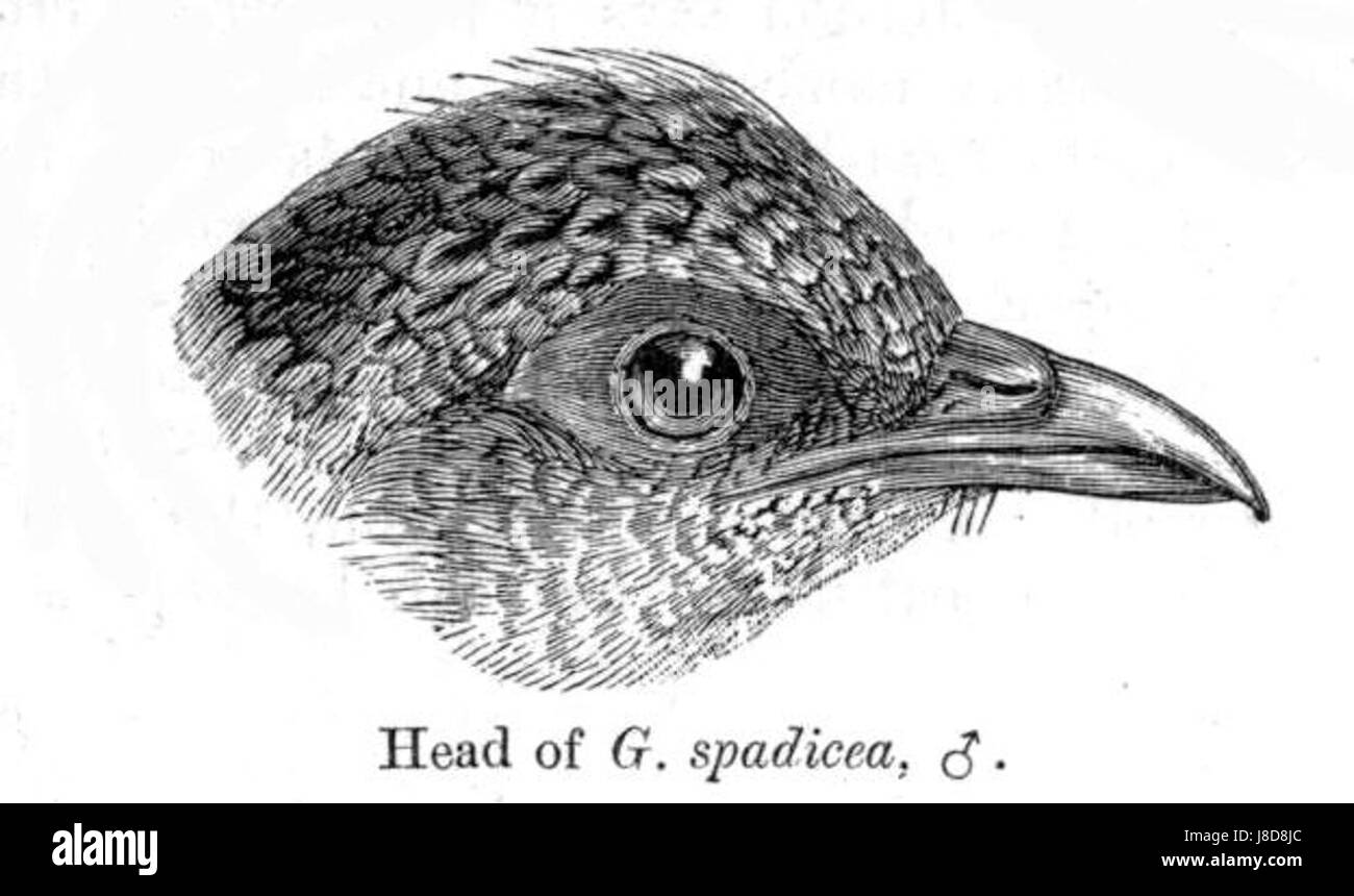 Galloperdix spadicea, communément appelée caille brune, est une espèce d'oiseau ressemblant à un faisan que l'on trouve en Asie du Sud-est. Il est généralement observé dans les zones boisées et est connu pour son plumage et son comportement distinctifs. Banque D'Images