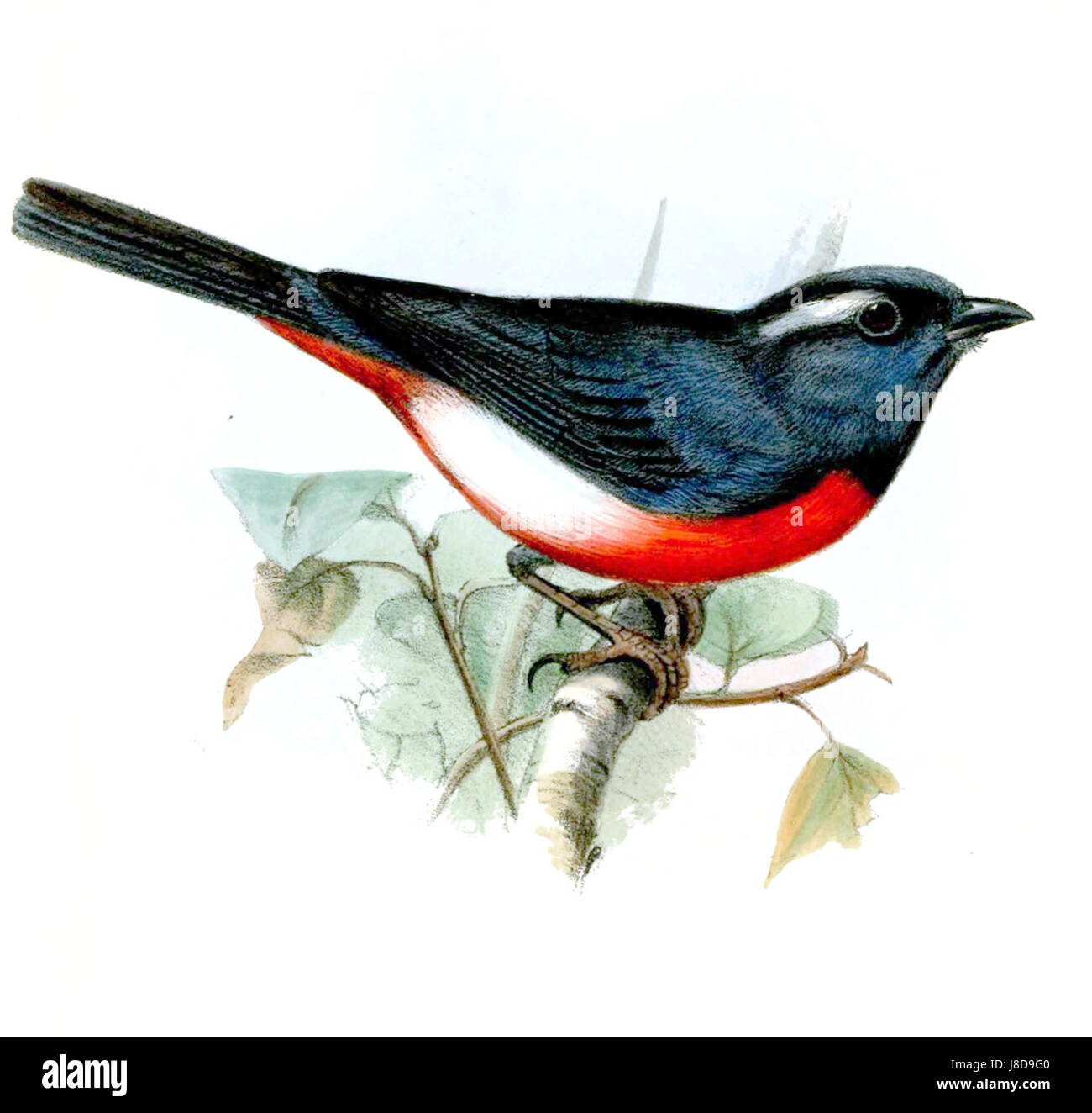 Granatellus Sallaei, communément connu sous le nom de Bunting de Sallaei, est une espèce d'oiseau de la famille des finch. L'oiseau est originaire d'Amérique du Sud et est connu pour ses couleurs vibrantes et son chant distinctif. Banque D'Images