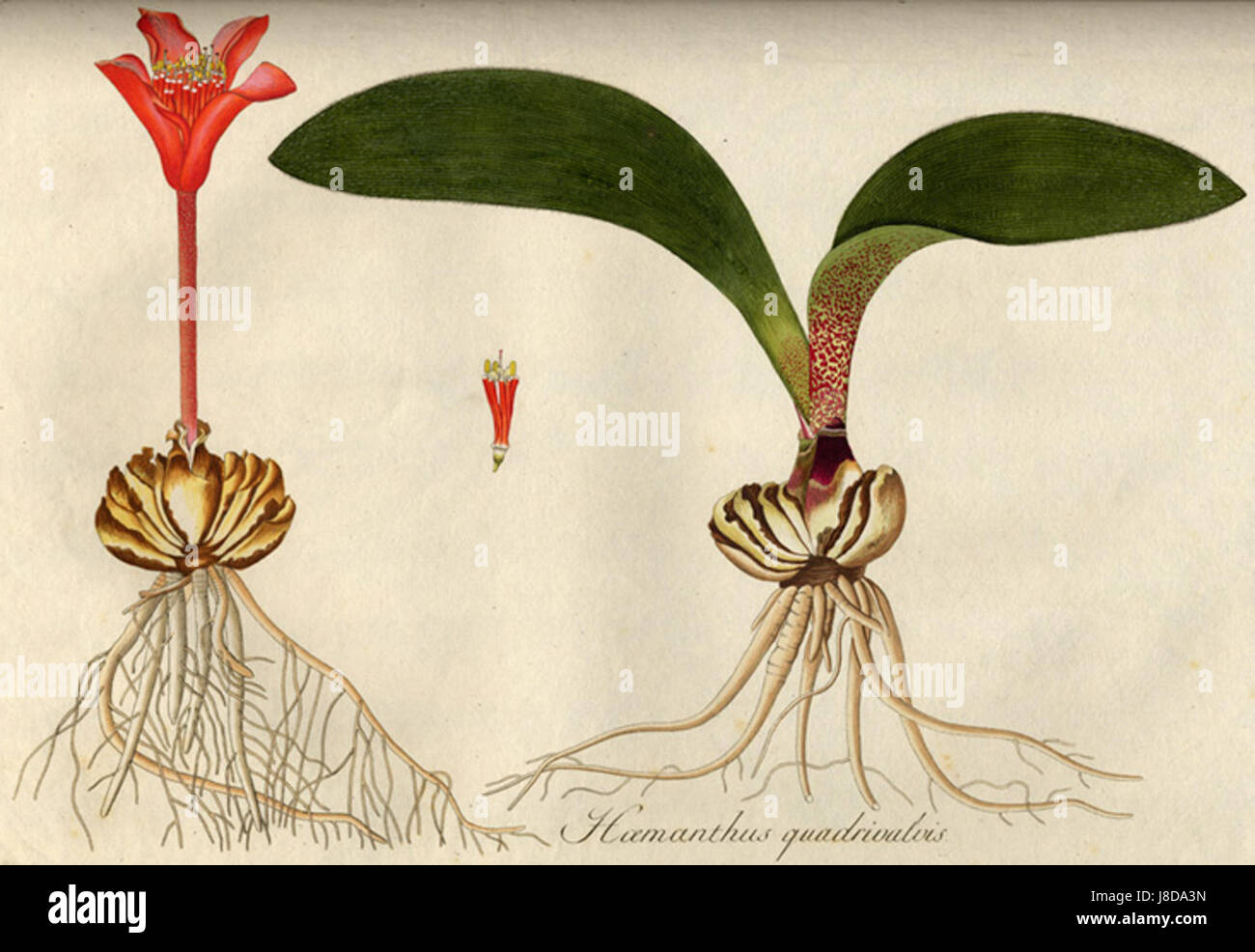 Haemanthus pubescens est une espèce de plante à fleurs de la famille des Amaryllidaceae. Originaire d'Afrique australe, il est connu pour ses fleurs rouges frappantes et ses larges feuilles en forme de sangle. On le trouve couramment dans les zones rocheuses ou sablonneuses de son habitat indigène. Banque D'Images