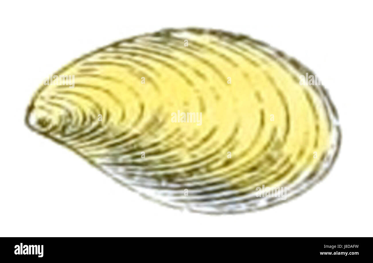 Hyalimax pellucidus est une espèce d'escargot terrestre, reconnue pour sa coquille translucide et lisse. Cette espèce se trouve dans diverses régions et est remarquable pour sa structure de coquille unique, ce qui la rend intéressante pour les malacologistes. Banque D'Images