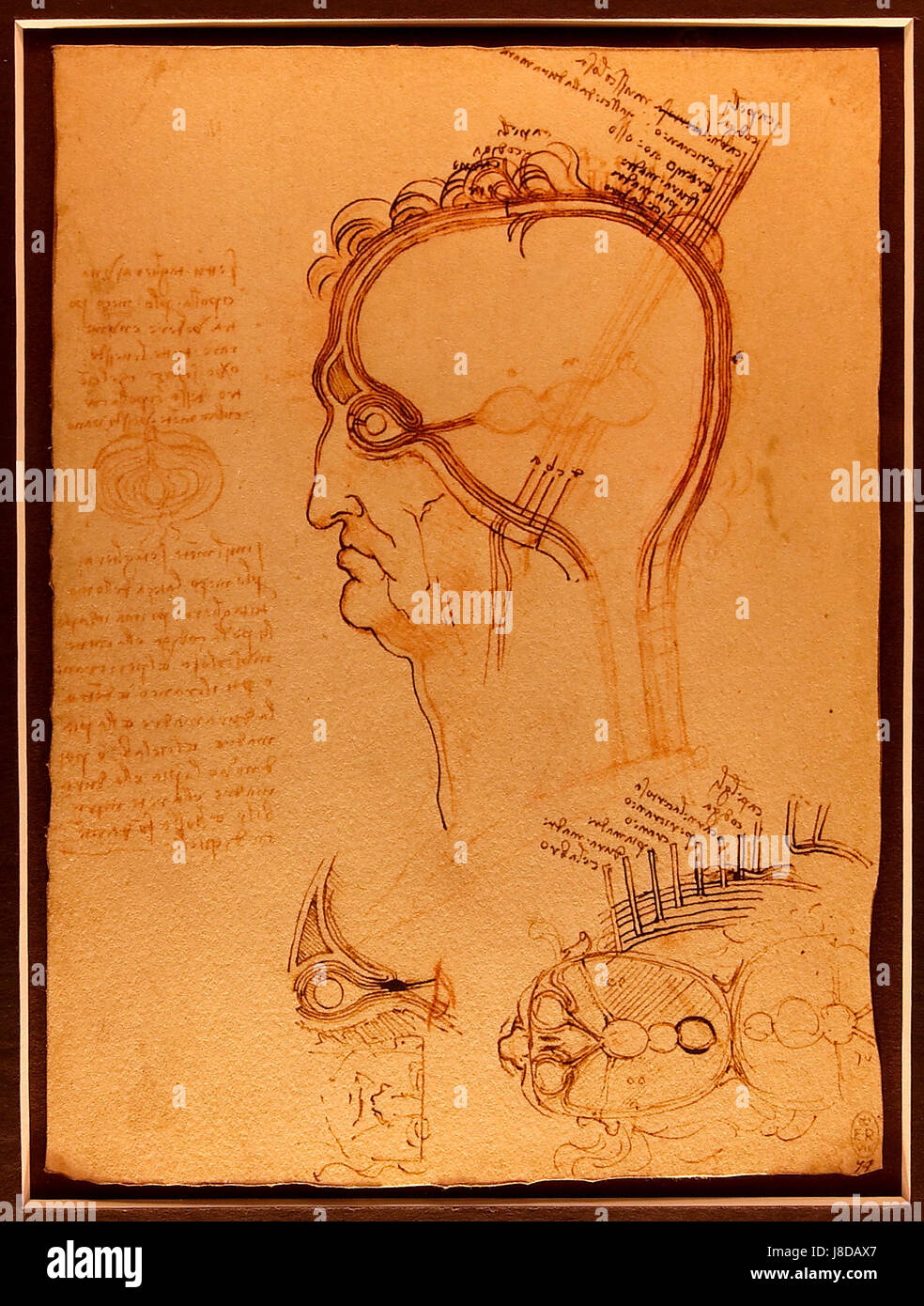 Une étude d'une grue par Luc Viatour, probablement une interprétation anatomique ou artistique de l'oiseau, reflétant l'intérêt de l'artiste pour l'observation détaillée et la forme naturelle. Banque D'Images