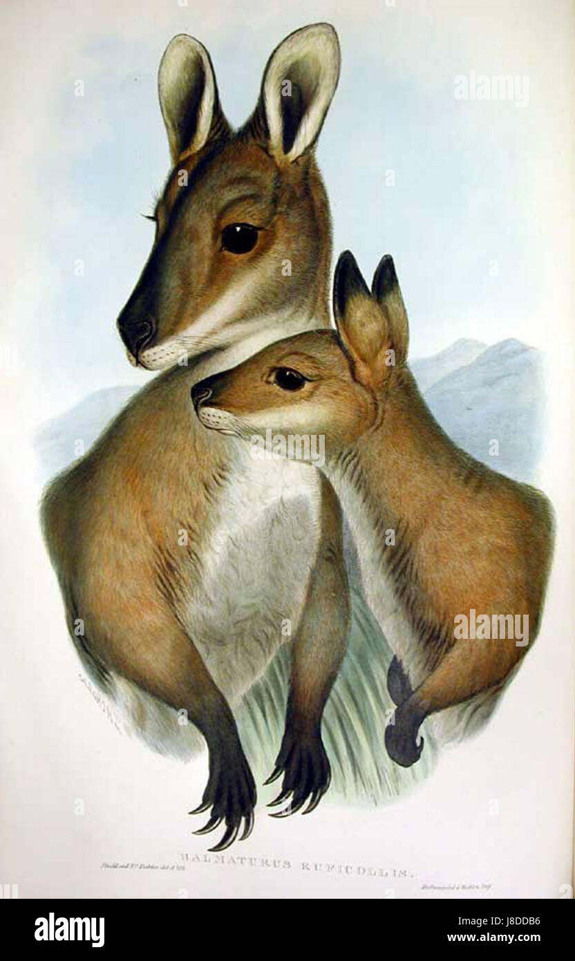 Halmaturus rufogriseus, communément appelé wallaby rouge-gris, est une espèce de marsupial trouvée en Australie. Cette représentation de Gould met en valeur les traits distinctifs du wallaby, notamment sa fourrure rougeâtre et sa nature agile. Banque D'Images