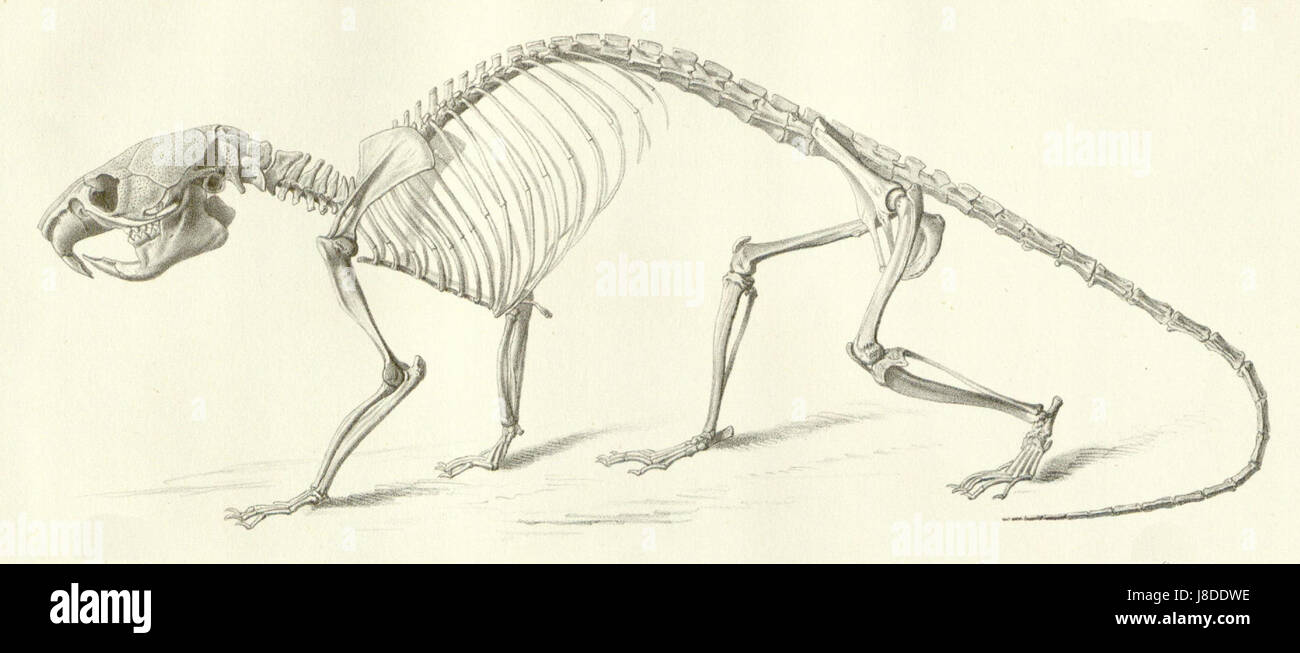Lophiomys, un genre de rongeur, est représenté dans cette illustration, montrant les caractéristiques uniques de l'espèce, en particulier ses traits spécialisés et ses caractéristiques biologiques. Banque D'Images