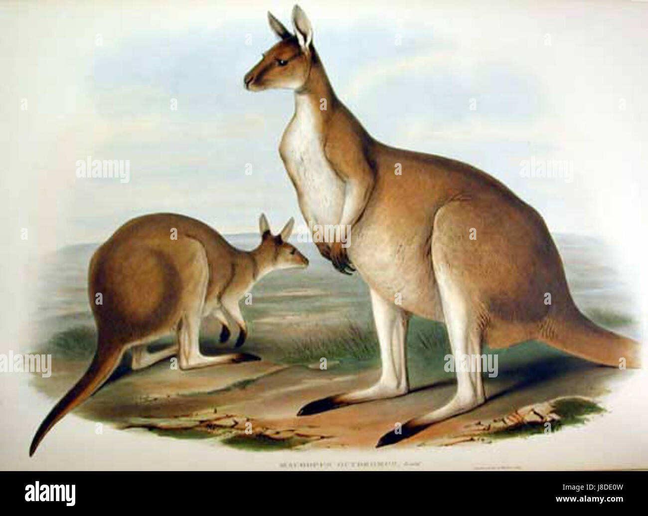 Macropus fuliginosus Gould 2 Banque D'Images