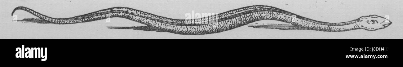 Un document historique ou une référence à Guilherme Piso, se concentrant sur son travail lié au serpent jararaca, peut-être de l'année 1648, jetant la lumière sur l'histoire naturelle et les études scientifiques de l'époque. Banque D'Images