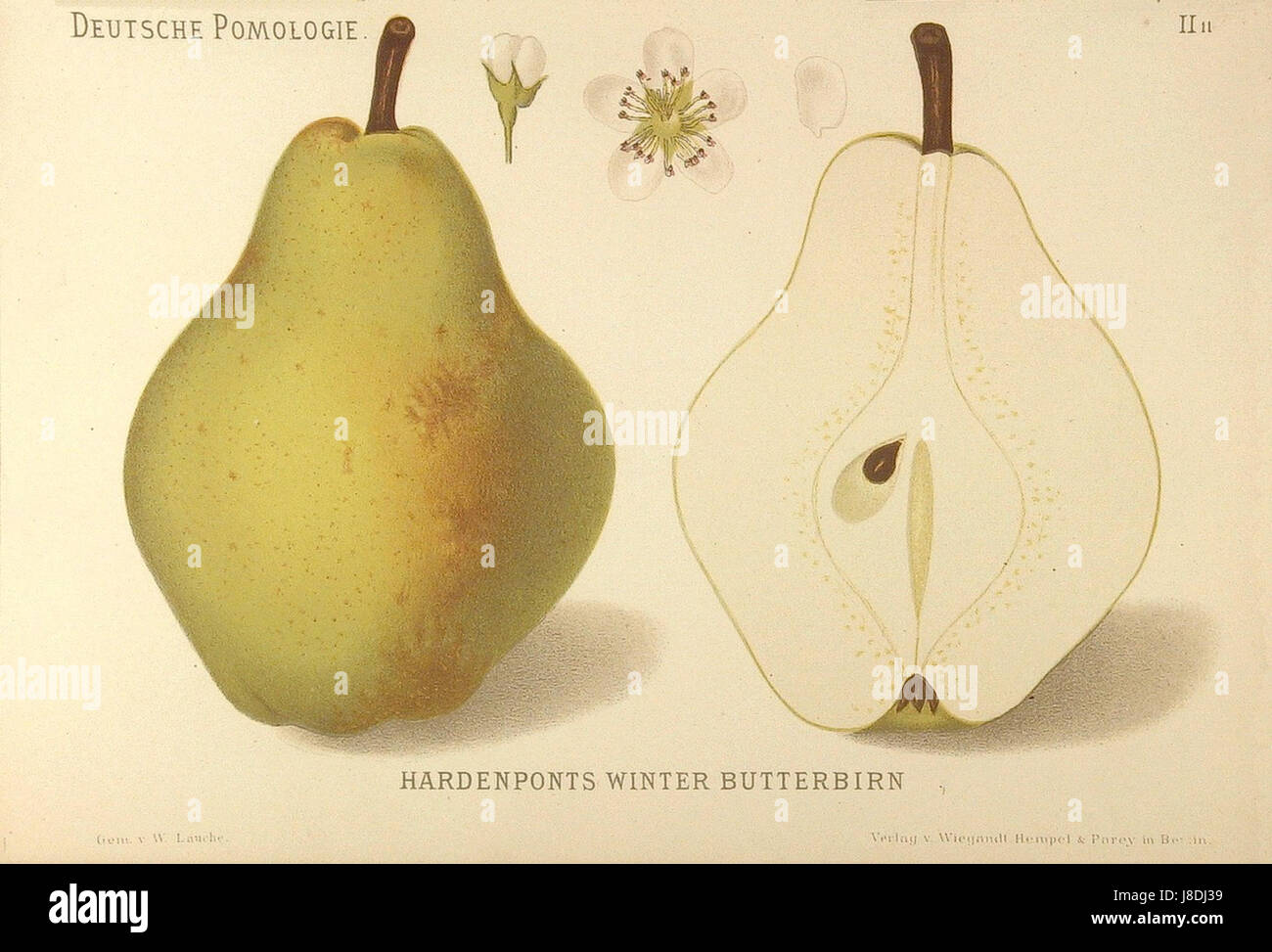 'Deutsche Pomologie Birnen 011' est une illustration détaillée tirée d'un livre de fruits allemand représentant des poires, présentant divers types et leurs caractéristiques. Cette pièce souligne l'importance de la pomologie dans l'horticulture et la culture fruitière allemandes. Banque D'Images