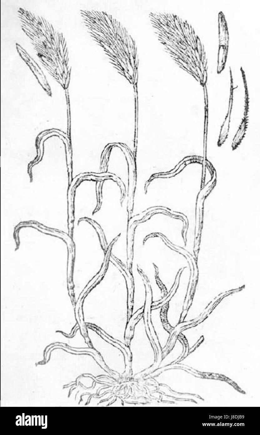 Les bahuin1658 Banque D'Images Les bahuin1658 Banque D'Images