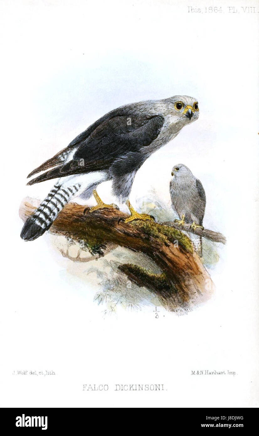 Falco dickinsoni, également connu sous le nom de faucon de Dickinson, est une espèce de faucon qui appartient au genre Falco. On le trouve dans des régions spécifiques et est reconnu pour ses capacités de chasse pointues, préférant des paysages ouverts pour la chasse. L'espèce est connue pour sa taille moyenne et son vol rapide, chassant souvent les petits oiseaux et les insectes. Son habitat se compose principalement de savanes et de prairies. Banque D'Images