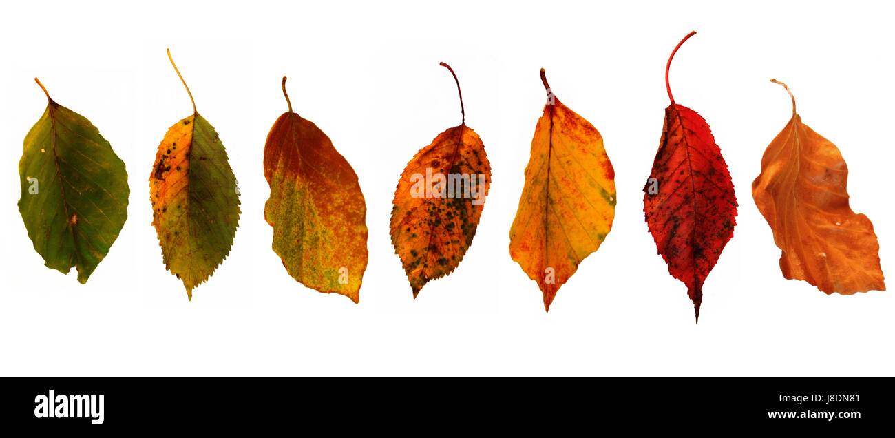 Leaf, macro, portrait, macro, admission vue en gros, de détail, de l'environnement, Banque D'Images