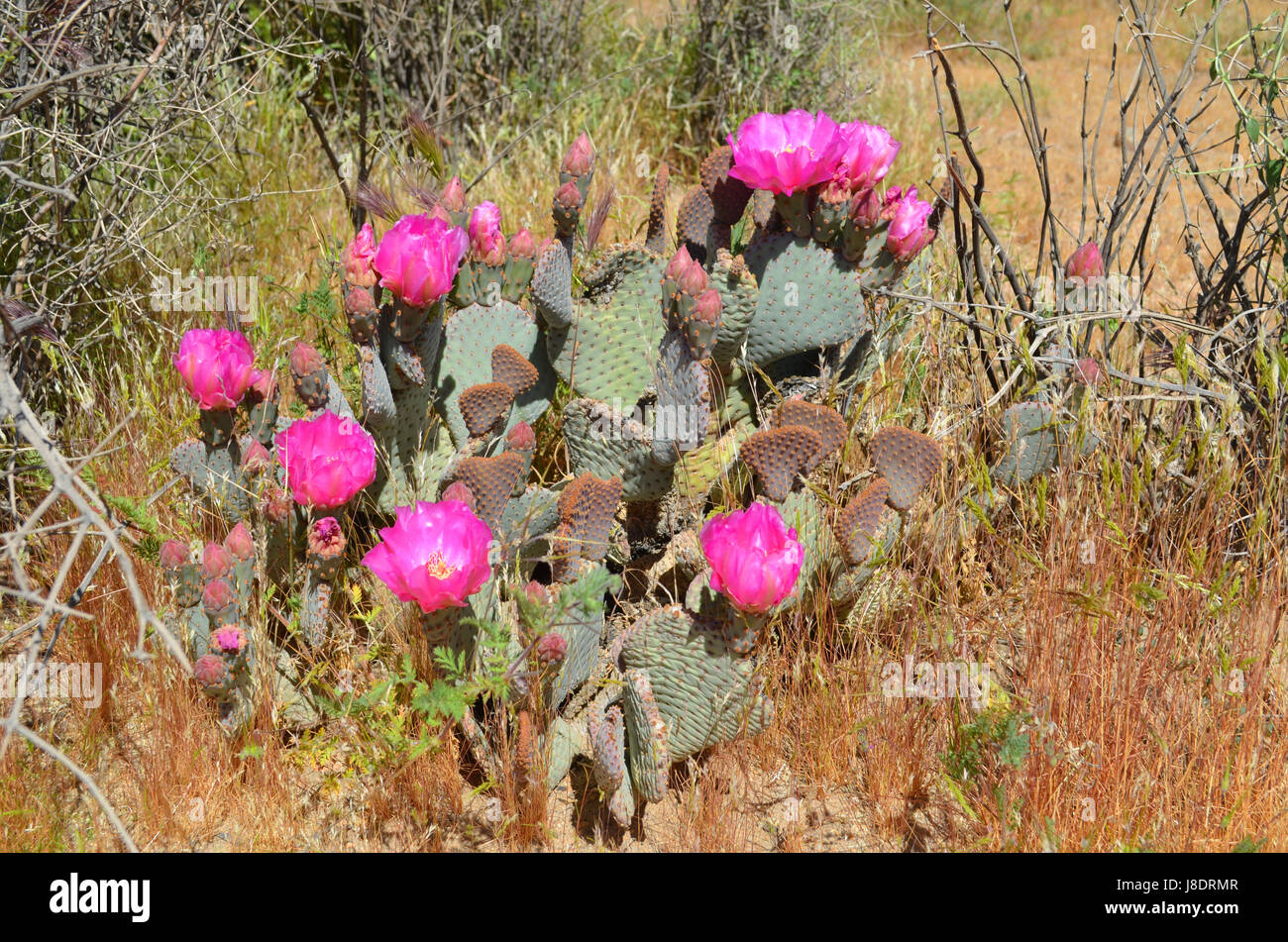 Opuntia Basilaris en fleur. Banque D'Images