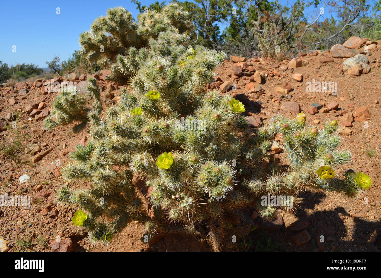 Cholla cactus en fleur. Banque D'Images