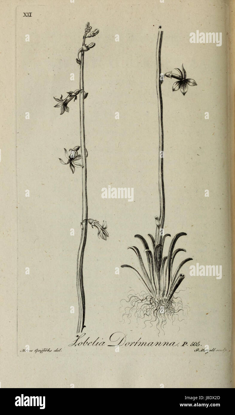 Lobelia dortmanna (Griffiths) Banque D'Images