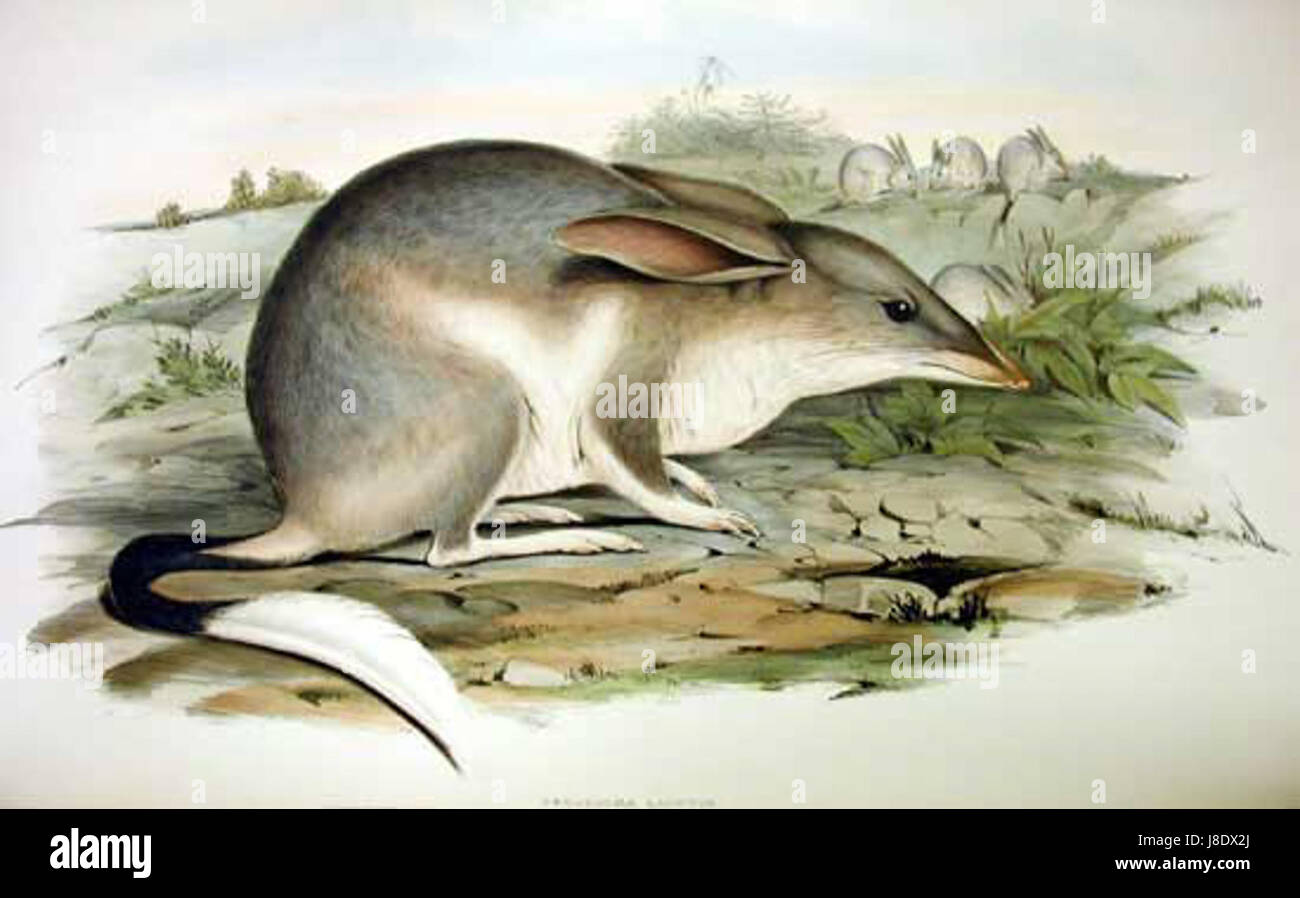 Macrotis lagotis, connu sous le nom de Grand bilby, est un marsupial nocturne originaire d'Australie. Cette espèce est connue pour ses grandes oreilles et son comportement de terrassement. Banque D'Images