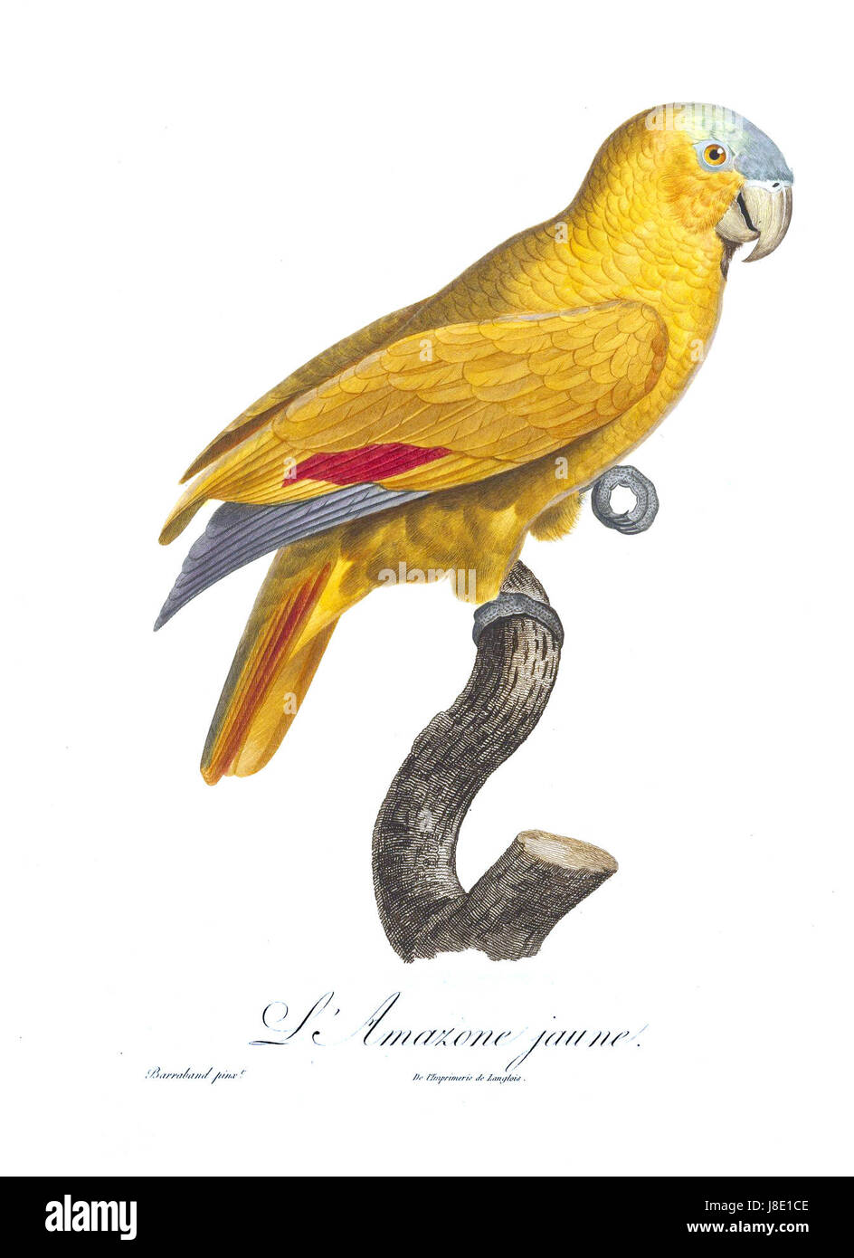 Le 'perroquet Levaillant' est une espèce d'oiseau documentée par le naturaliste français FranÃ§ois Levaillant. Connu pour ses couleurs vives et ses caractéristiques distinctes, ce perroquet a été étudié en profondeur au XVIIIe siècle. L'espèce a une importance significative en ornithologie, en particulier pour comprendre la biodiversité aviaire africaine. Le plumage lumineux du perroquet et son habitat tropical en font un sujet d'intérêt pour les ornithologues et les chercheurs. Banque D'Images