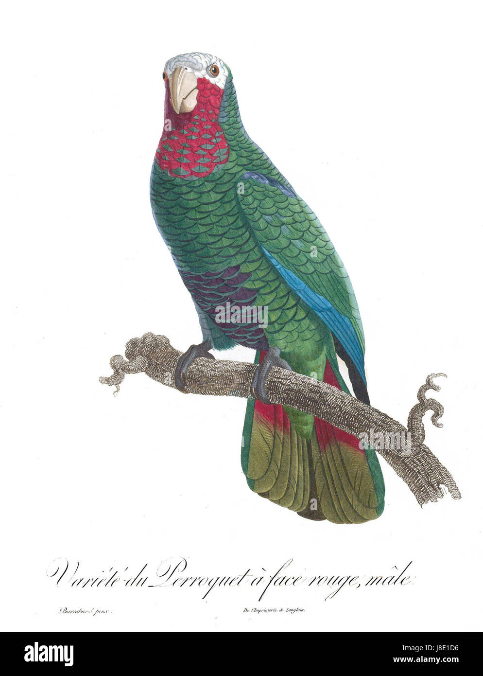 Levaillant Parrot 107a Banque D'Images