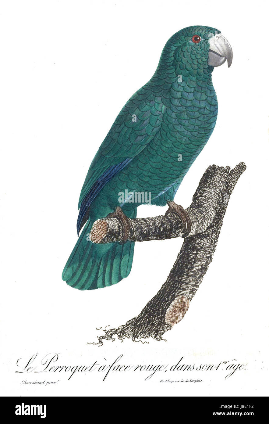 Voici une illustration d'un perroquet Levaillant, nommé d'après l'ornithologue français FranÃ§ois Levaillant. L'œuvre représente les plumes colorées et les caractéristiques distinctives du birdâ€™s. Banque D'Images