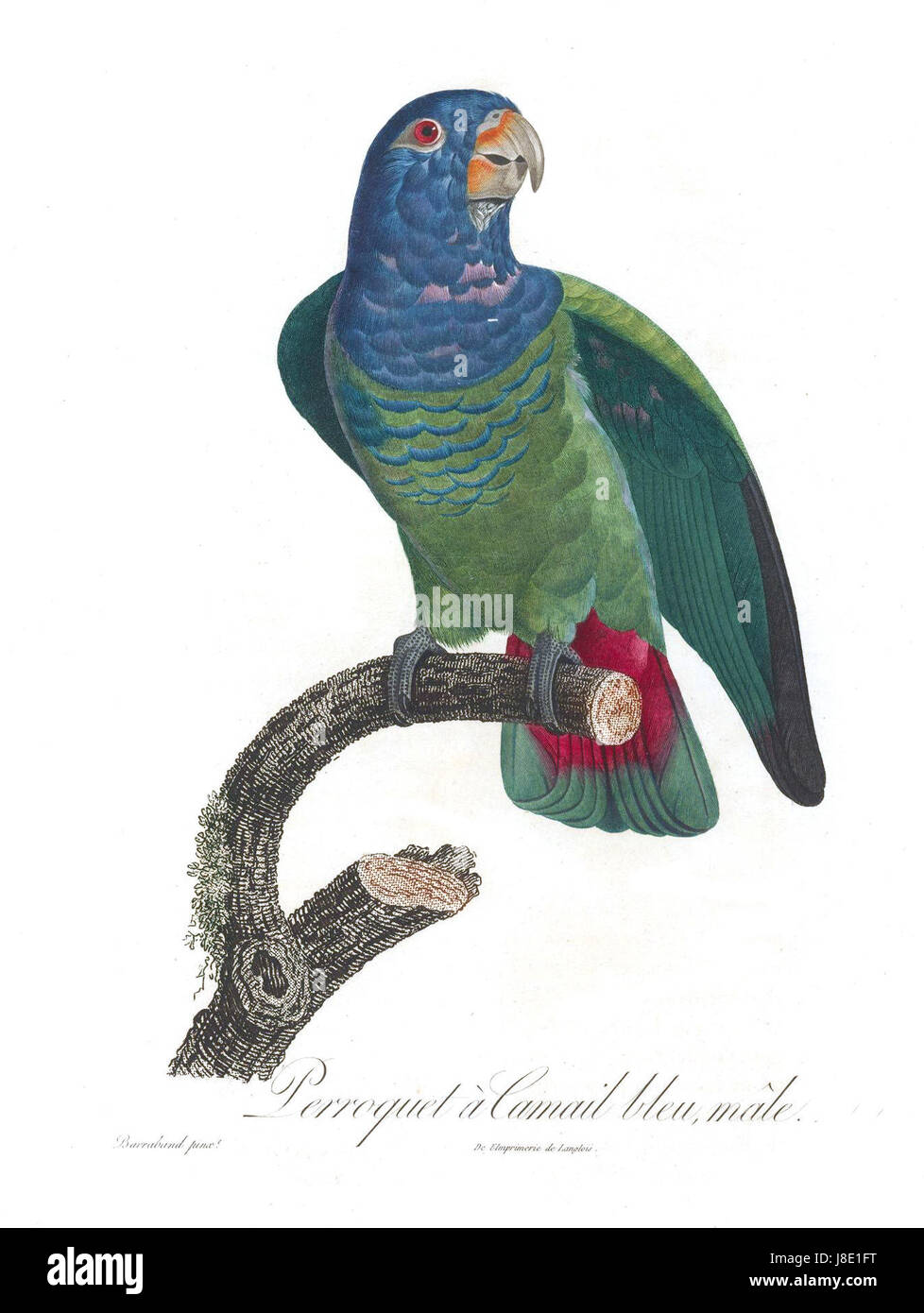 Le perroquet Levaillant, nommé d'après le naturaliste français François Levaillant, est une espèce d'oiseau décrite à la fin du XVIIIe siècle. Ce perroquet est connu pour son plumage vert vif et originaire d'Afrique australe. Banque D'Images