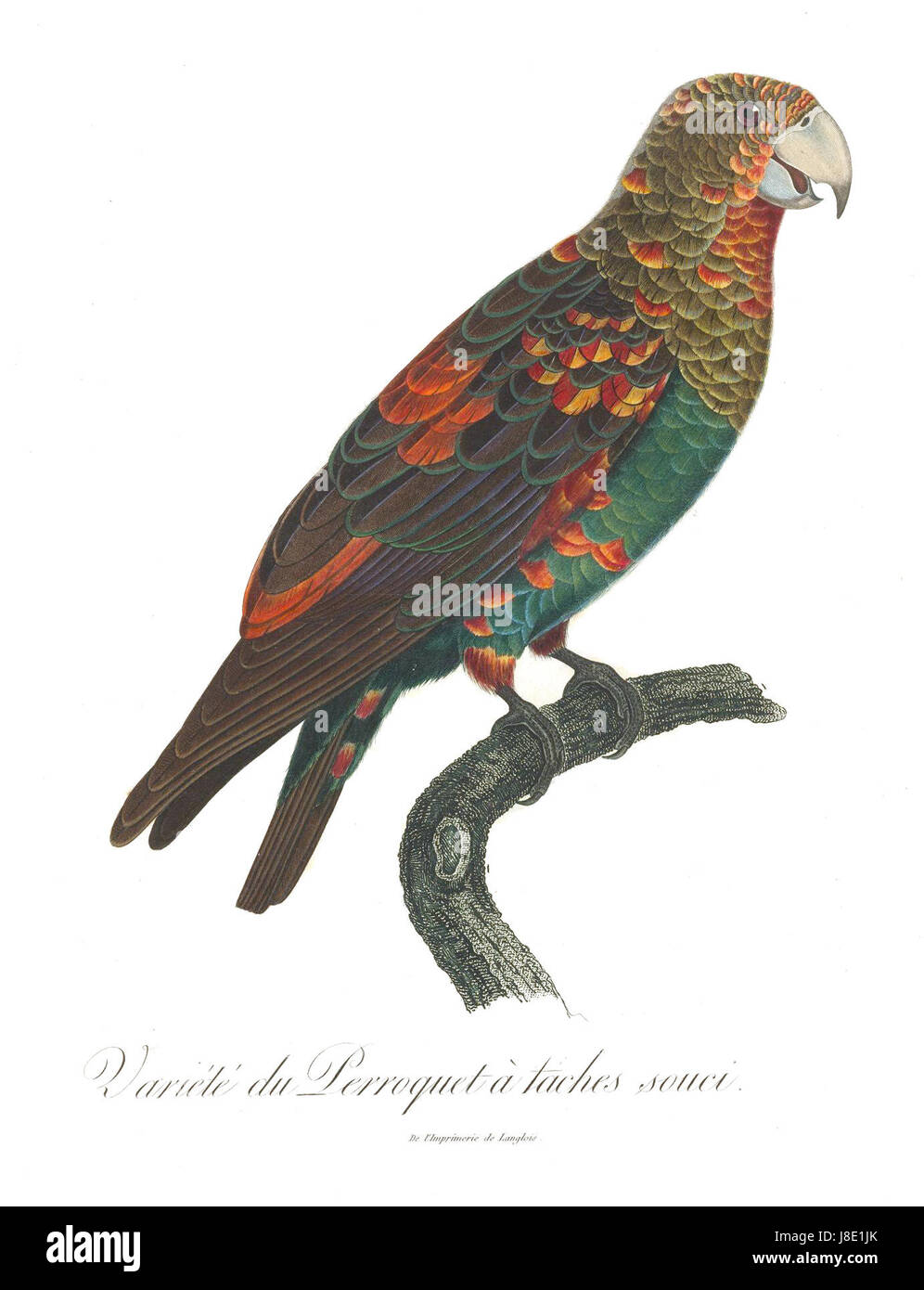 Le 'perroquet Levaillant 13' représente une espèce exotique de perroquets décrite à l'origine par FranÃ§ois Levaillant, un explorateur et ornithologue français du XVIIIe siècle. L'illustration met en valeur les plumes vibrantes de l'espèce de perroquet. Banque D'Images