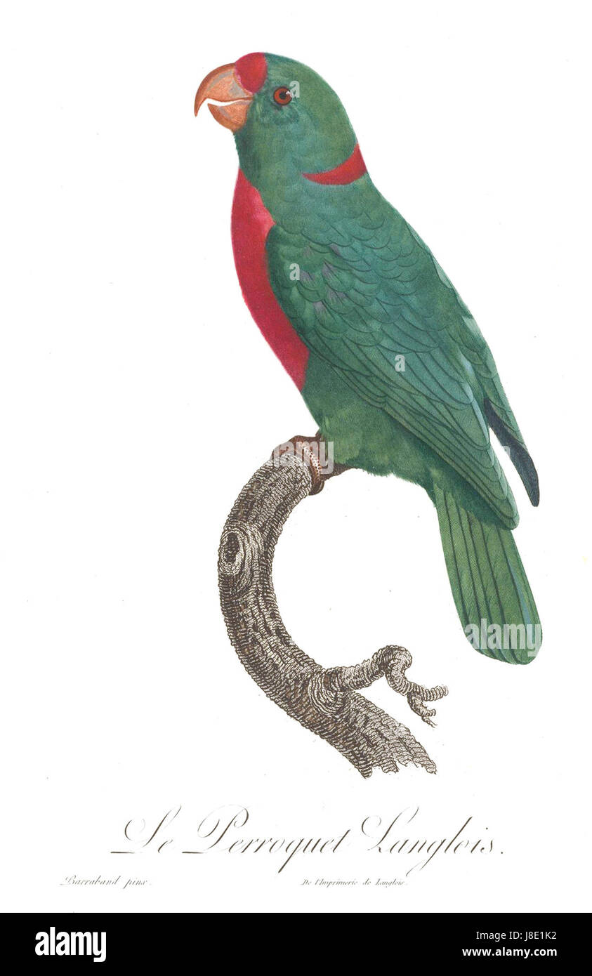 Illustration ou description du perroquet Levaillant, une espèce d'oiseau nommée d'après le naturaliste français FranÃ§ois Levaillant, réputé pour son plumage coloré et sa place dans la recherche aviaire. Banque D'Images