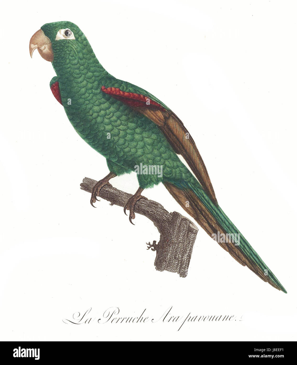 Le perroquet de Levaillant est une espèce d'oiseau documentée par le naturaliste français FranÃ§ois Levaillant. Cette espèce est connue pour son plumage vibrant et son importance dans l'étude de la biodiversité aviaire. Banque D'Images