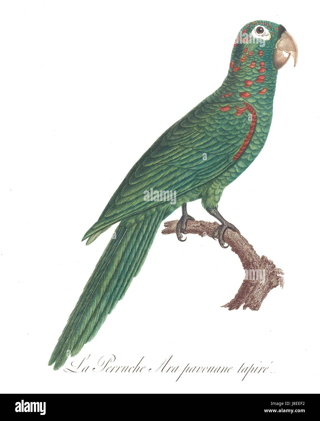 Le perroquet du Levaillant est une espèce de perroquet originaire d'Afrique australe. Connu pour son plumage vert et jaune éclatant, il se trouve dans une variété d'habitats, y compris les bois et les savanes, où il se nourrit de fruits et de graines. L'espèce porte le nom de l'ornithologue français FranÃ§ois Levaillant. Banque D'Images