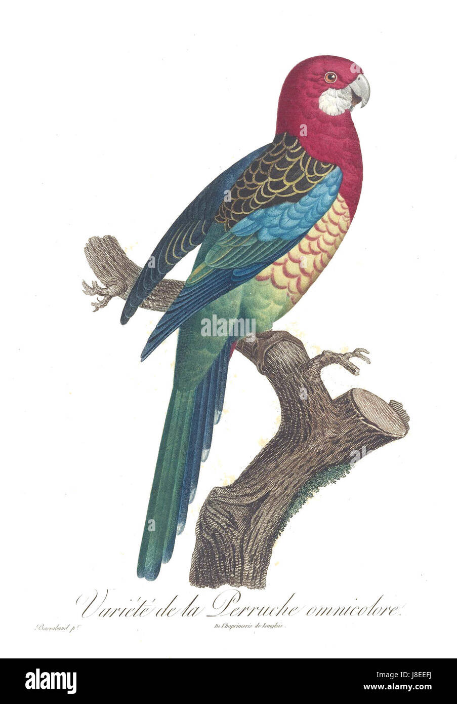 Le perroquet Levaillant est une espèce nommée d'après l'ornithologue français FranÃ§ois Levaillant. Connue pour ses couleurs vives et son habitat indigène en Afrique australe, elle joue un rôle dans les études de biodiversité. Banque D'Images