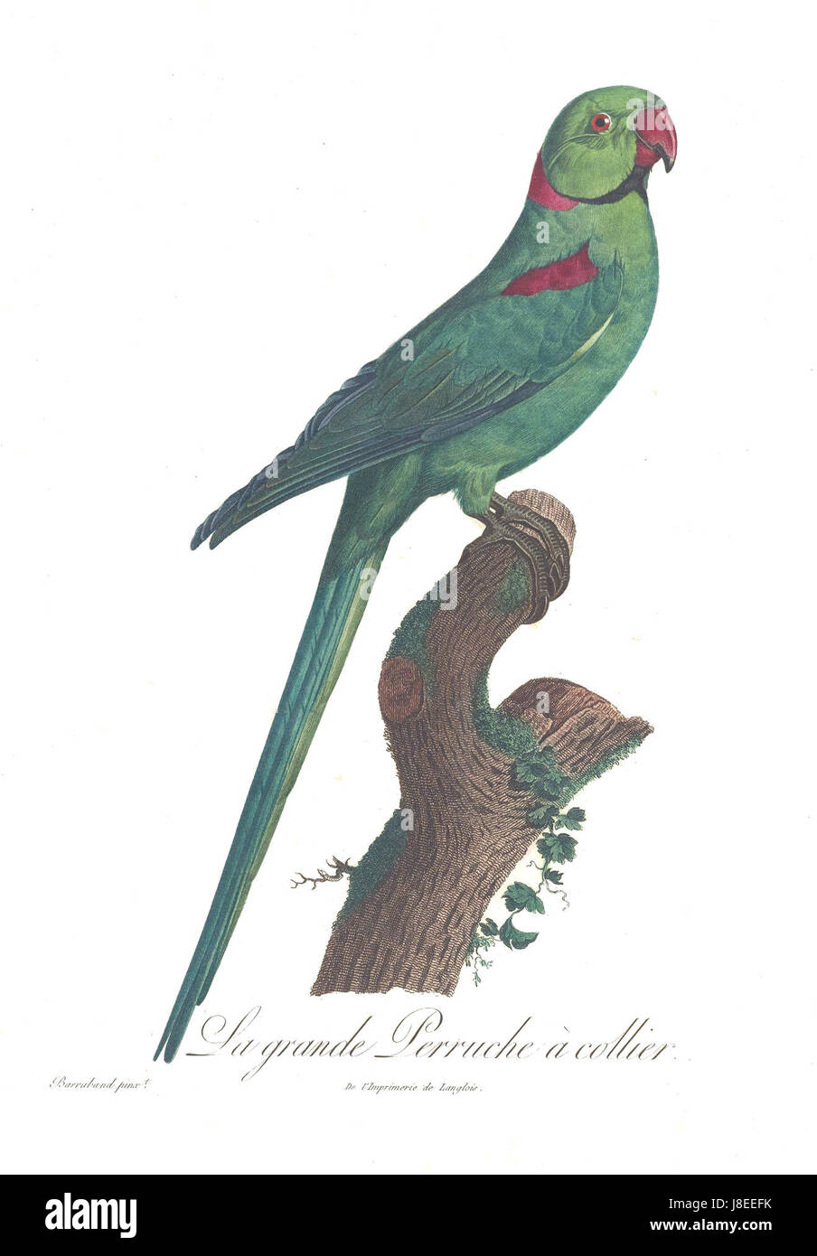 Une illustration du perroquet Levaillant, une espèce connue pour ses couleurs vives et originaire d'Afrique australe. L'espèce a été documentée pour la première fois par le naturaliste français FranÃ§ois Levaillant. Banque D'Images