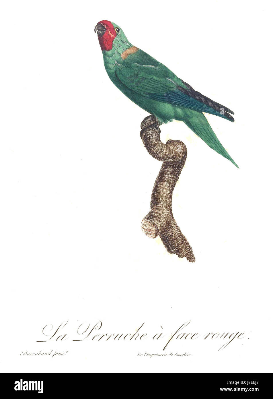 Levaillant Parrot 63 Banque D'Images