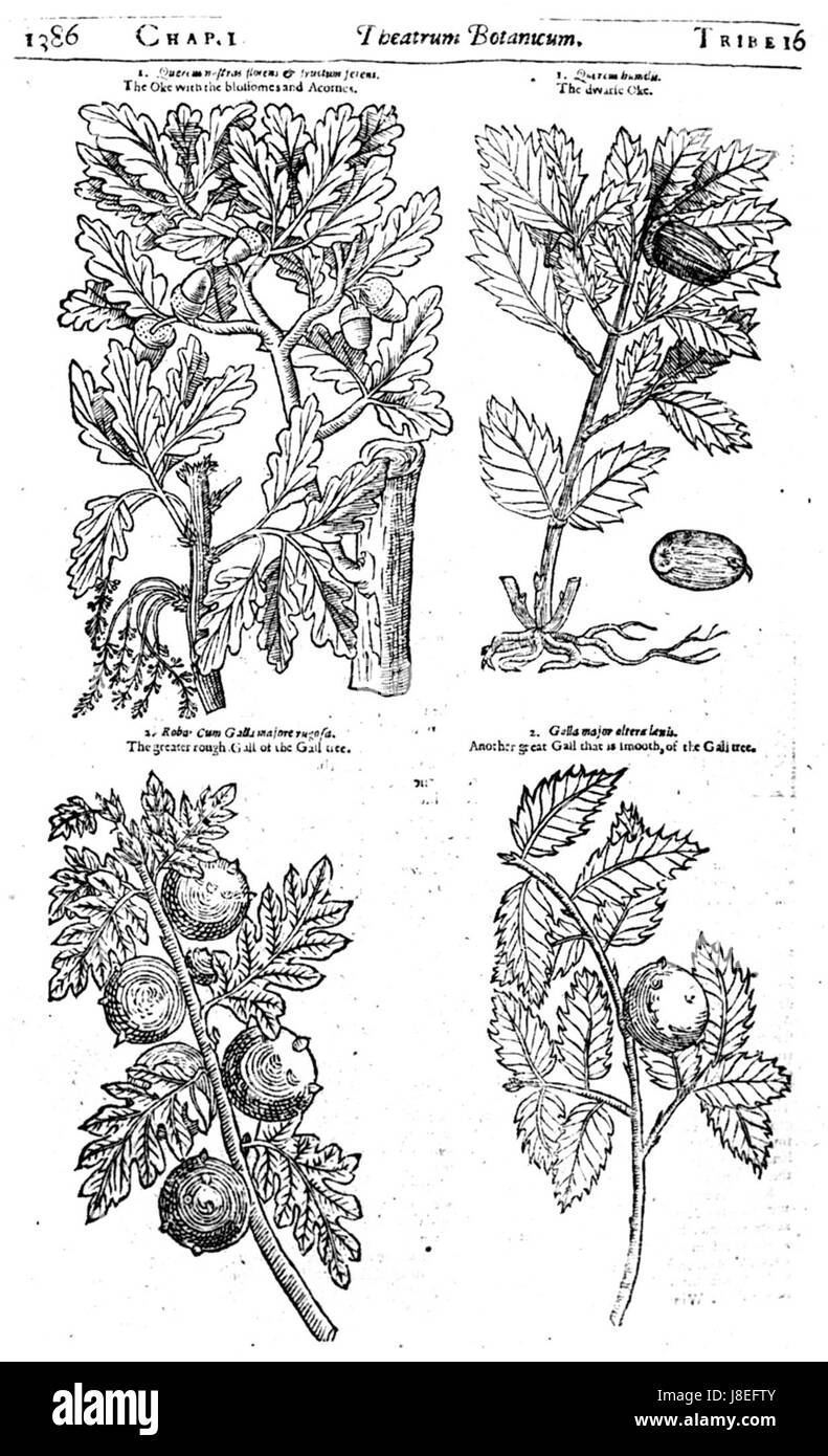 John Parkinson était un botaniste et herboriste anglais connu pour ses œuvres au XVIIe siècle. Son livre Paradisi in Sole a aidé à catégoriser les plantes en Grande-Bretagne, apportant des contributions significatives à la compréhension de la flore britannique au XVIIe siècle. Banque D'Images