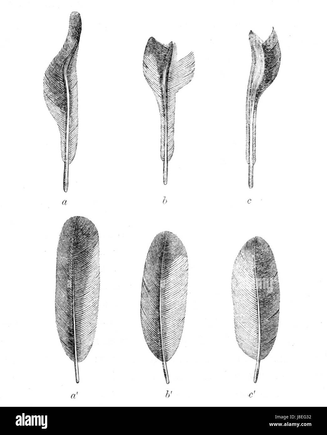 Machaeropterus deliciosus plumes 1862 Banque D'Images