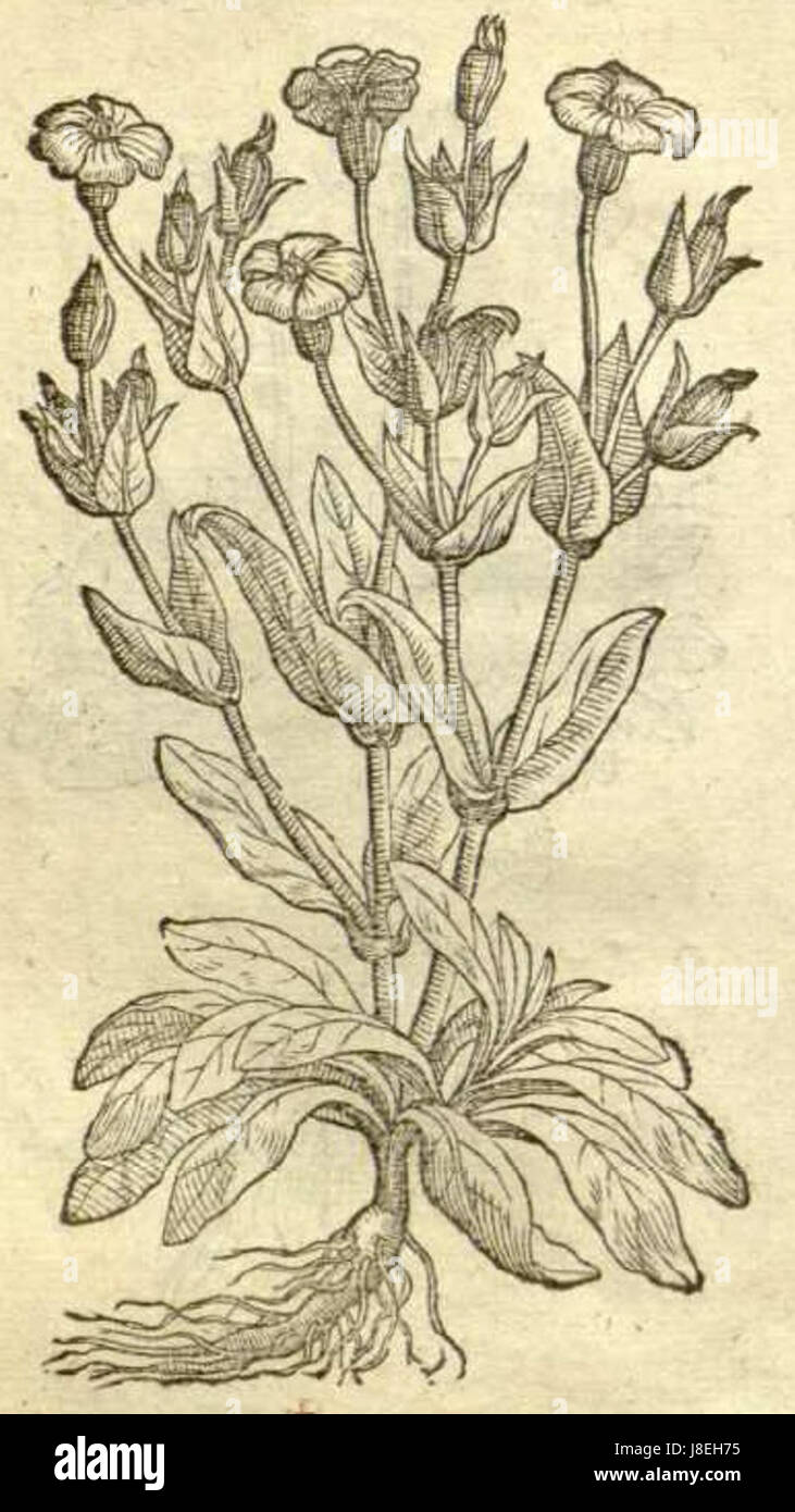 Lychnis coronaria, également connu sous le nom de rose campion, est une plante à fleurs caractérisée par ses fleurs roses ou rouges frappantes. Il est couramment trouvé dans les jardins et a été largement représenté dans les illustrations botaniques. Banque D'Images
