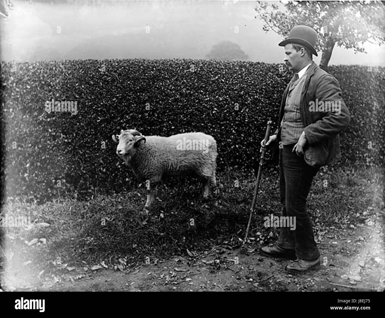Homme avec une RAM ANL3361728 Banque D'Images