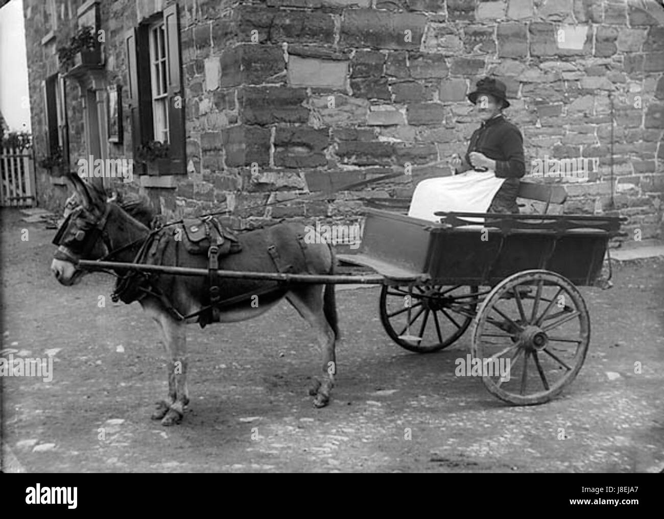 Mme Oliver dans un chariot tiré par un âne ANL3363222 Banque D'Images