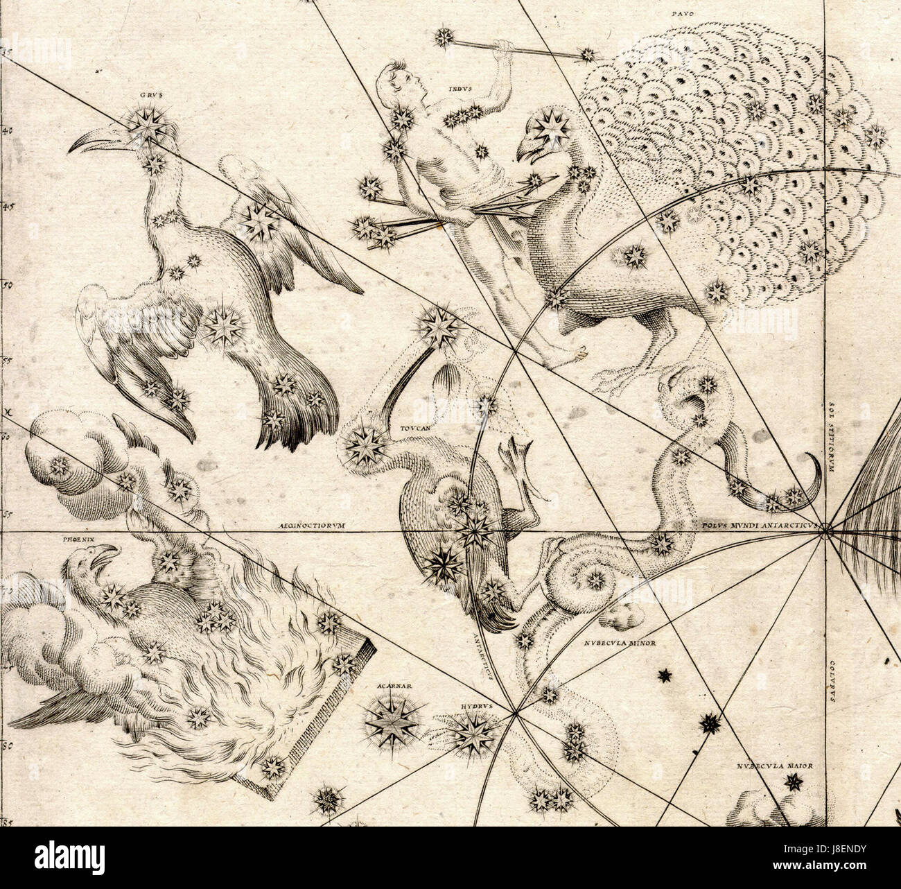 Uraniometria de Johann Bayer est un atlas céleste qui cartographie les étoiles et les constellations. La section oiseaux du Sud de ce travail met en évidence les constellations du Sud, contribuant ainsi aux premières études astronomiques. Banque D'Images