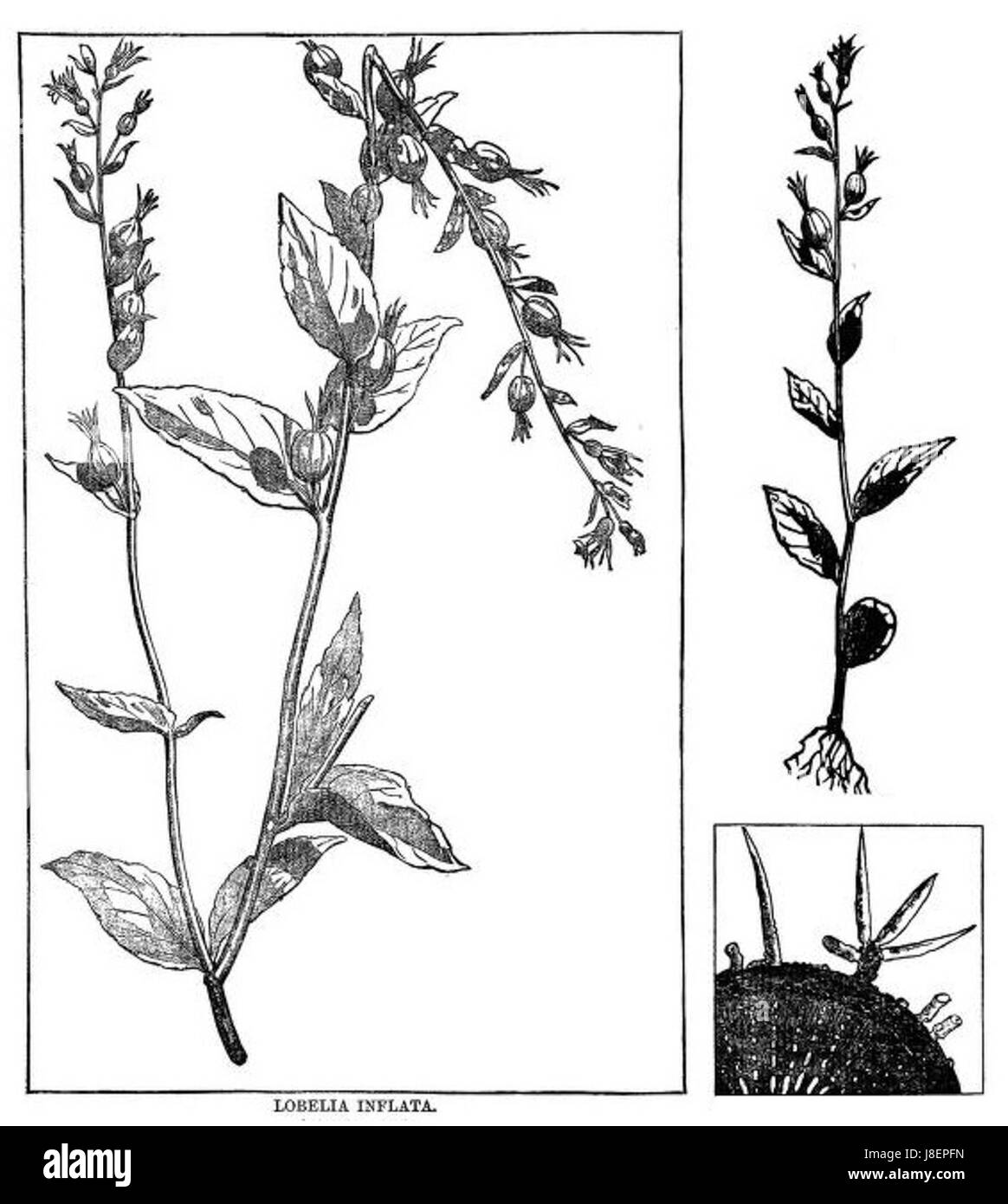 Lobelia inflata, dessin Banque D'Images