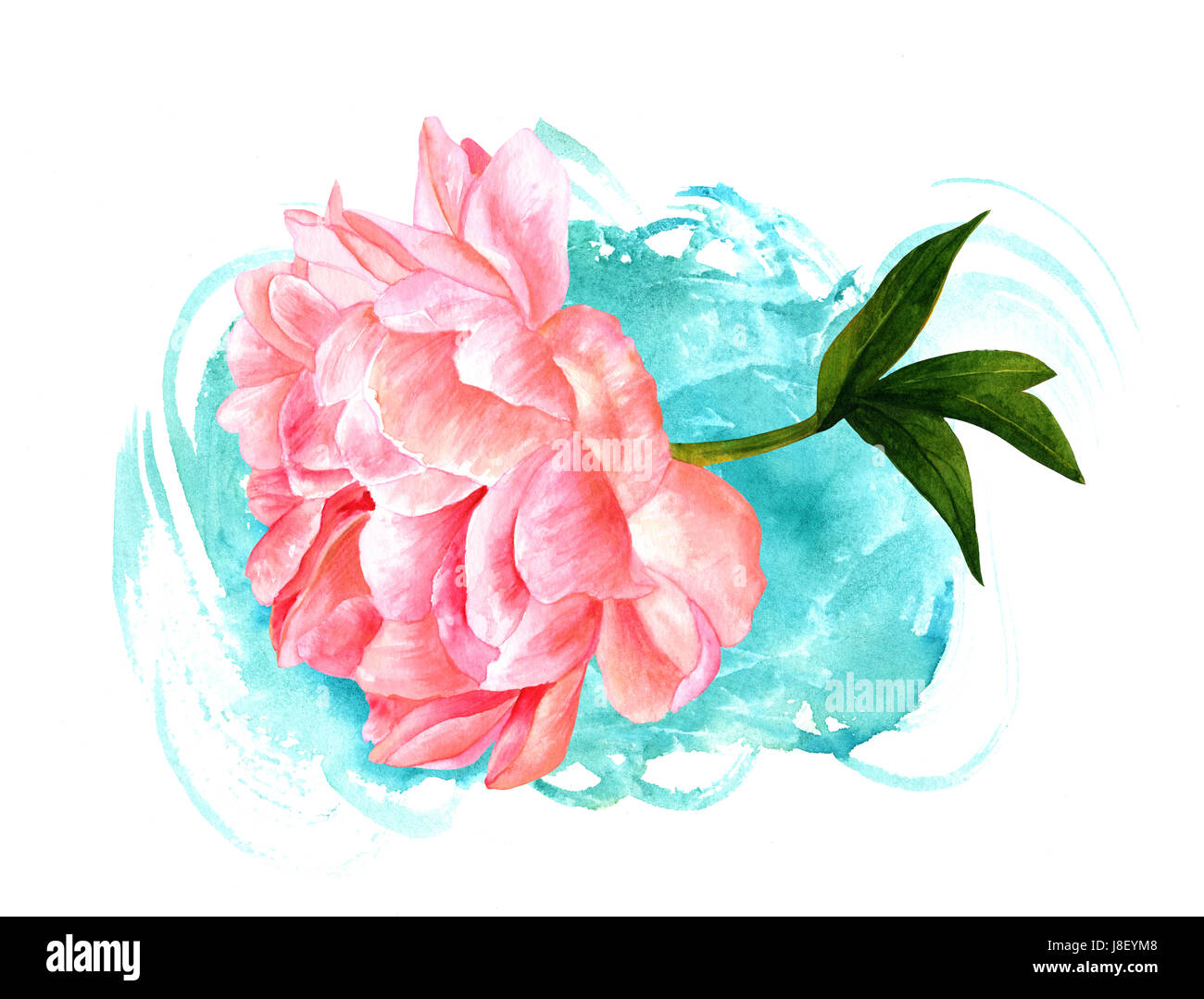 Style Vintage Aquarelle Dessin Dune Tendre Fleur De Pivoine