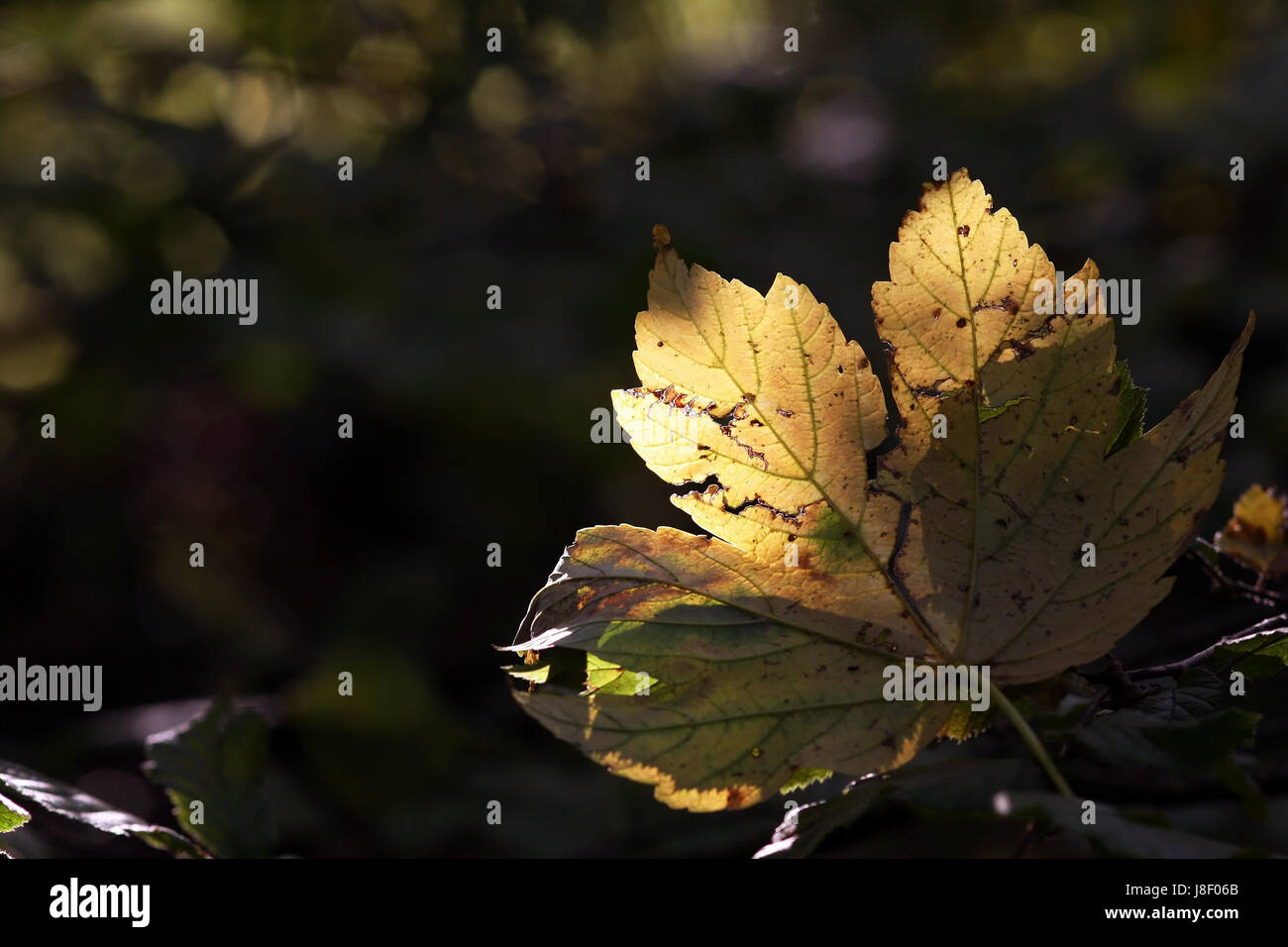 Lonely autumn leaf Banque D'Images