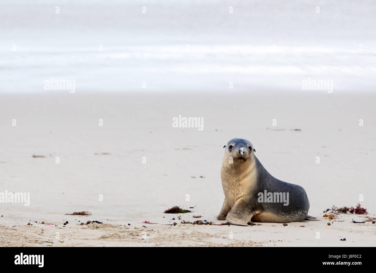 Sea Lion bébé avec plumes mouette sur son nez regardant la caméra sur la plage de la baie des lions de mer Kangaroo Island Australie du Sud Banque D'Images